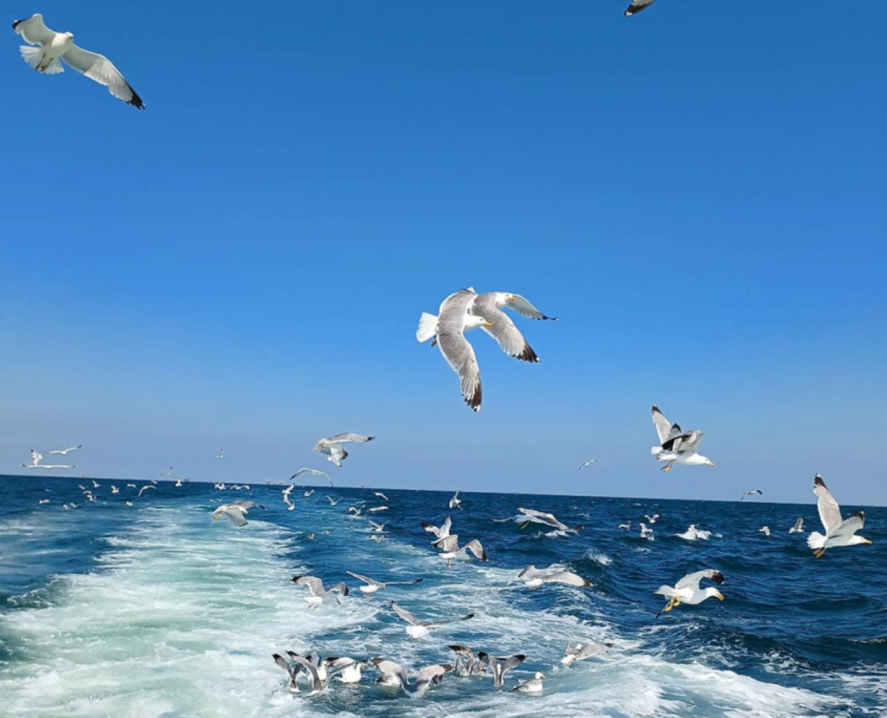 Riviera Romagnola Half-Day Boat Tour - Photo 16