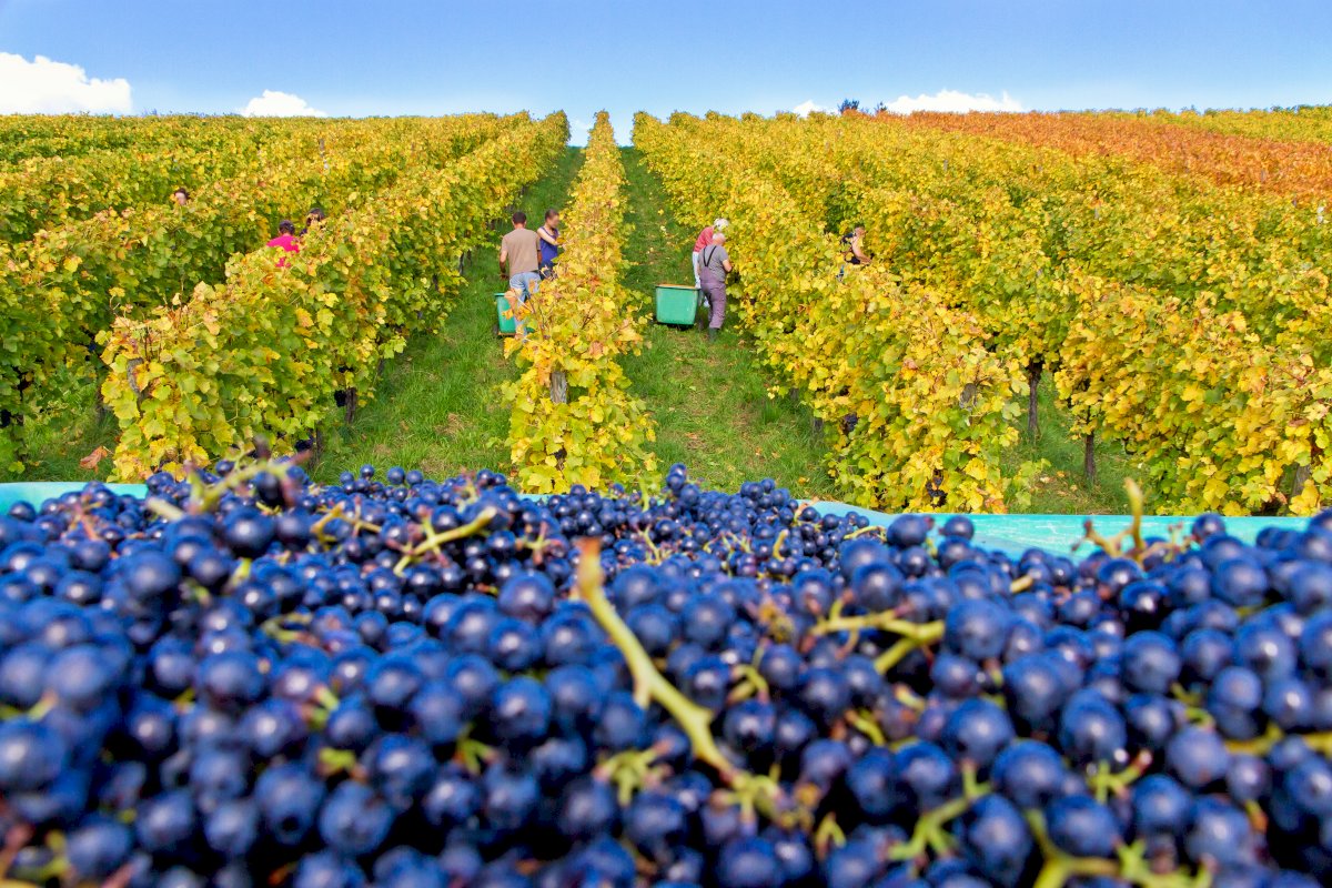 Bordeaux Private Half-Day Excursion: Medoc Wine Tasting Tour