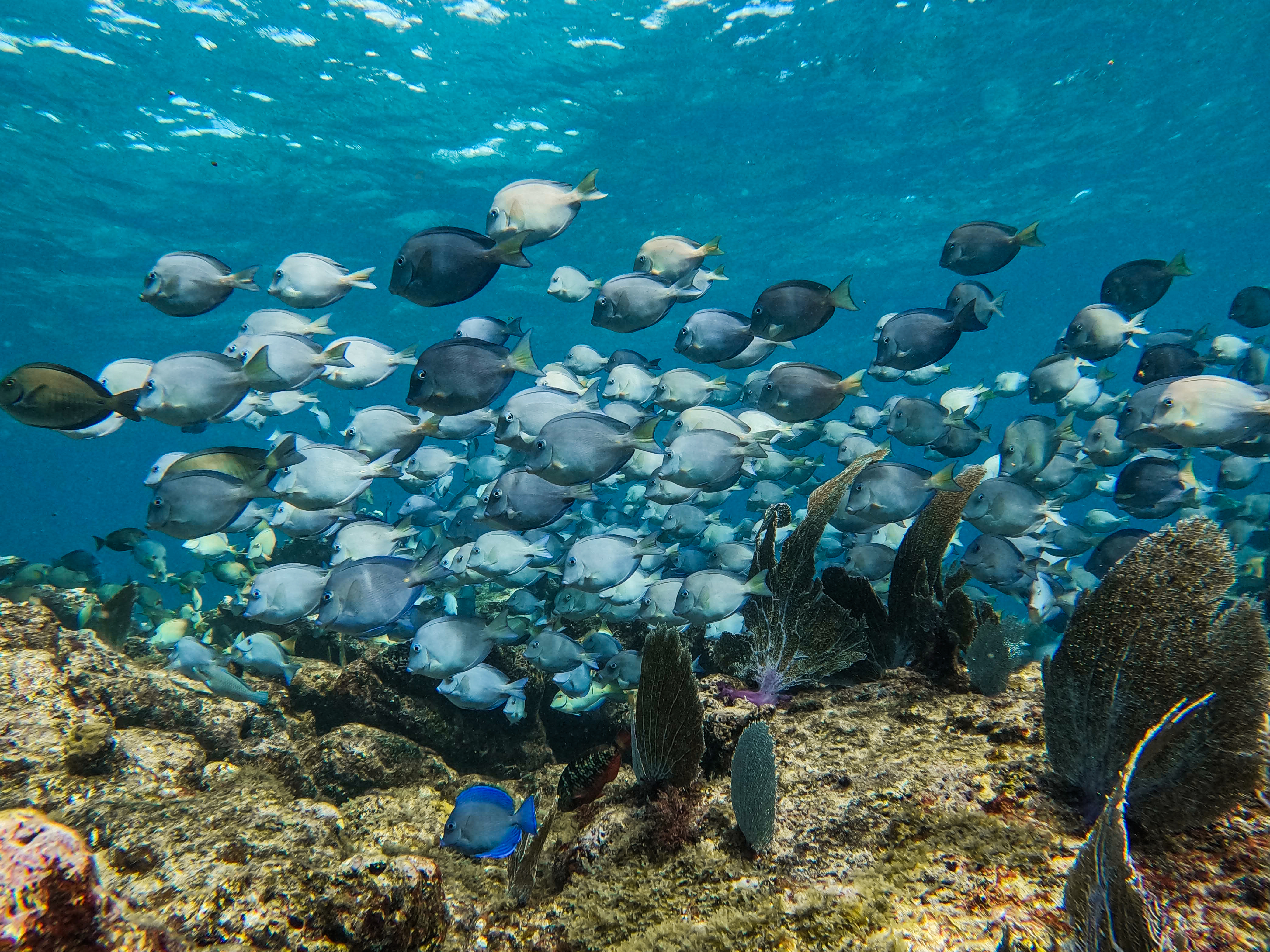 2 horas de Snorkeling en dos puntos del arrecife de Tulum — 30/78