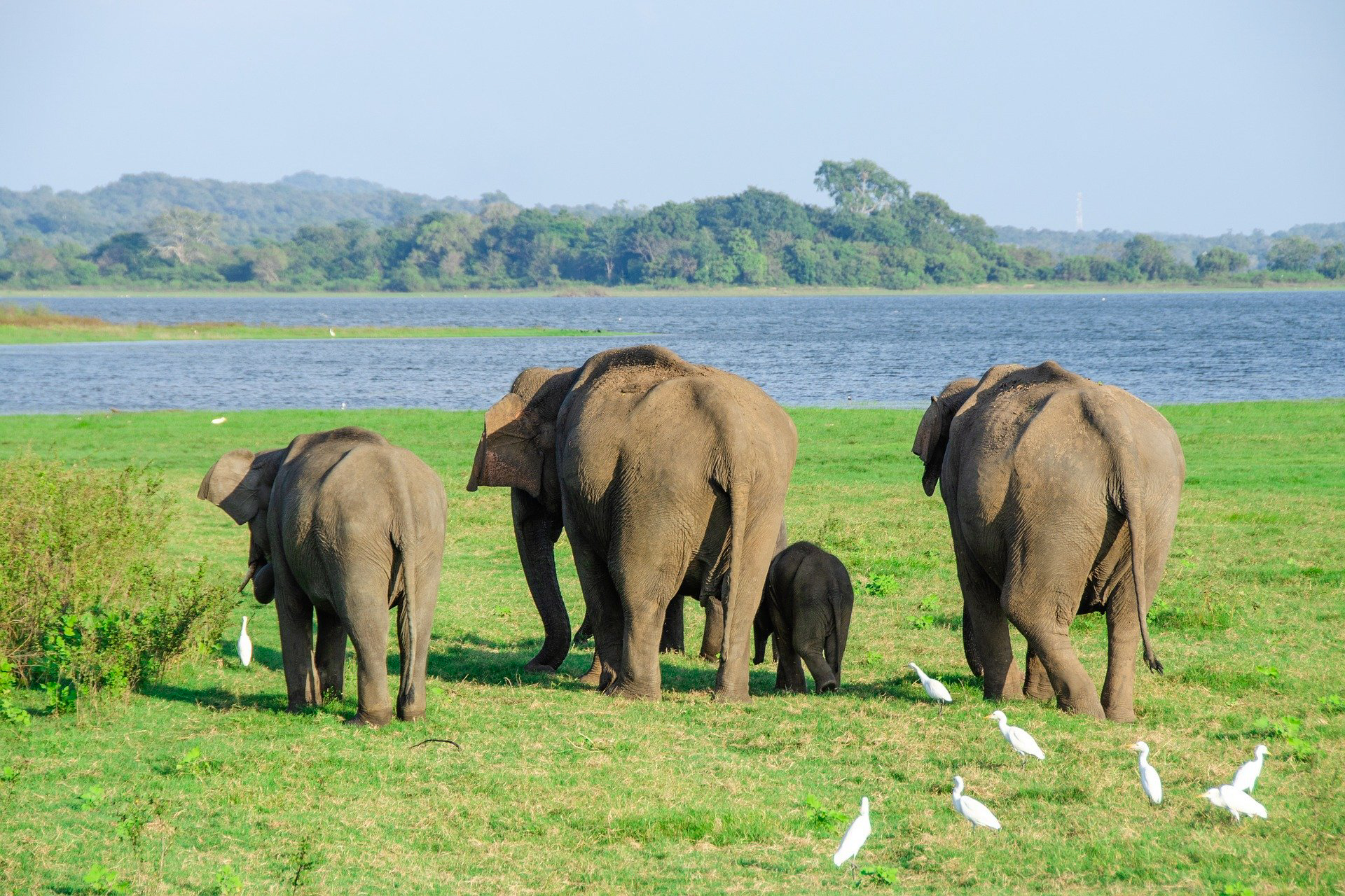 Minneriya National Park Safari from Dambulla