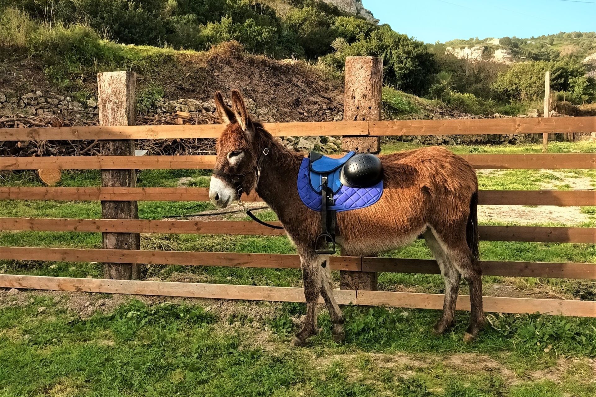 Sassari: hiking with donkeys in Cargeghe and aperitif - Photo 8