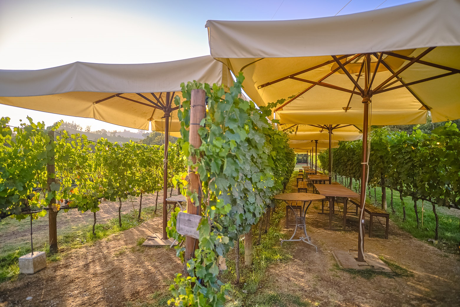 Small-Group Winery Tour with Tasting and Dinner in Chianti - Photo 5