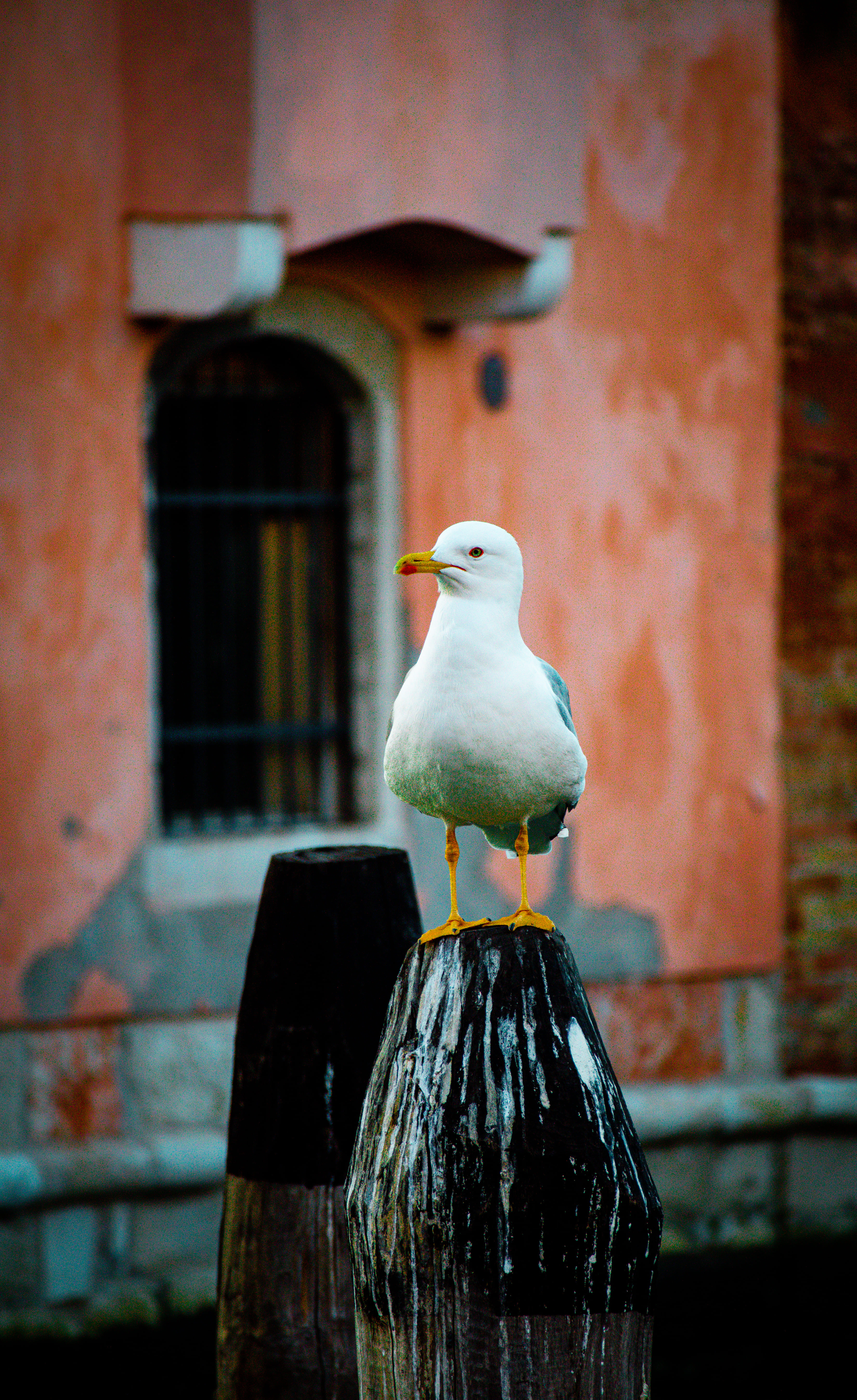Experience Venice like a local from Padua - Photo 6