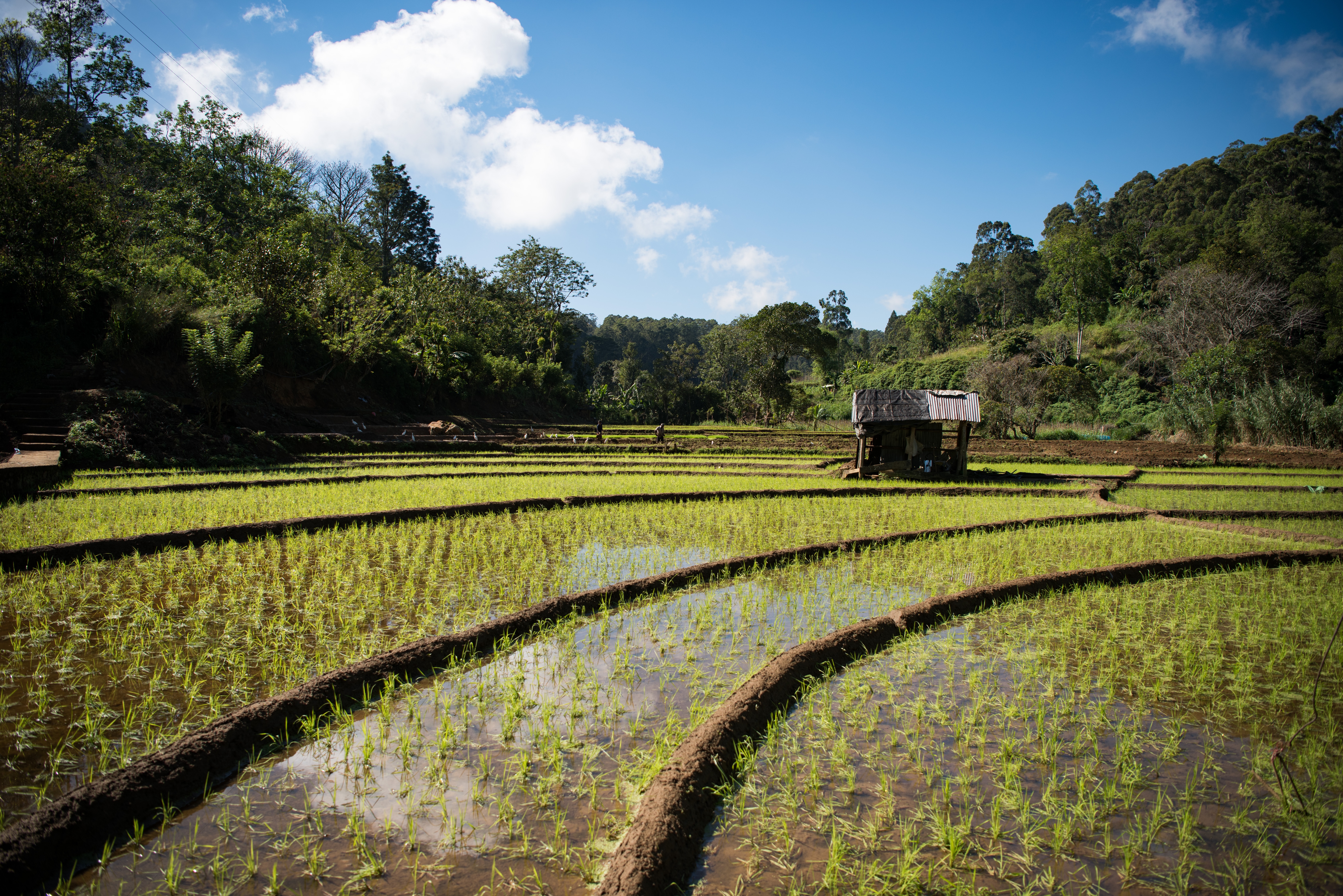 Royal Botanic Garden and Village Life Tour from Kandy