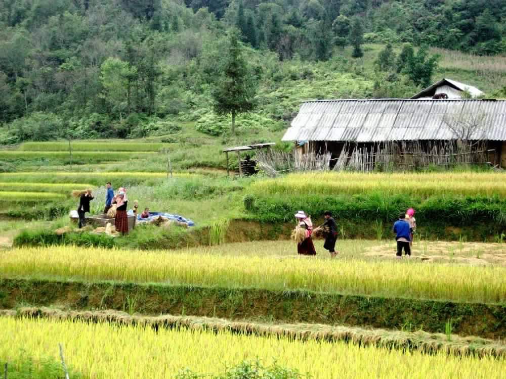 Combo Package Tours: Hanoi - Sapa- Halong Bay ( 8 days 7 nights)