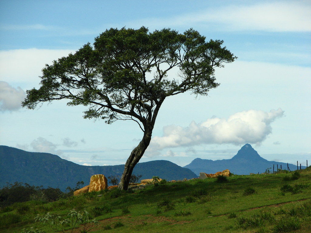 Nuwara Eliya & Ambewela Farm Tour From Colombo