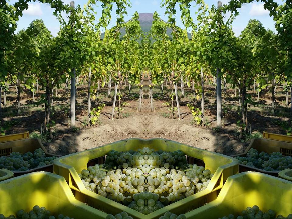 Harvest time: Educational Farm in the Vineyard - Photo 3