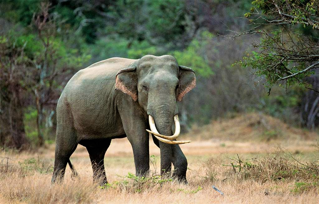 Kalawewa National Park Private Safari with Naturalist