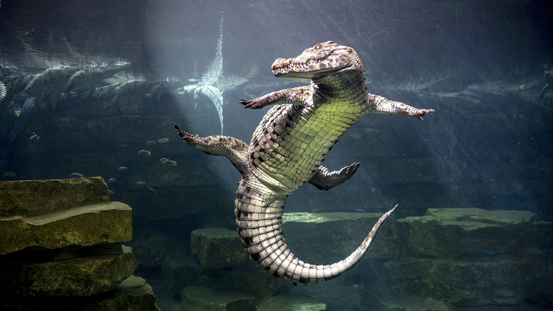 Dubai Crocodile Park Tour with Private Transfers