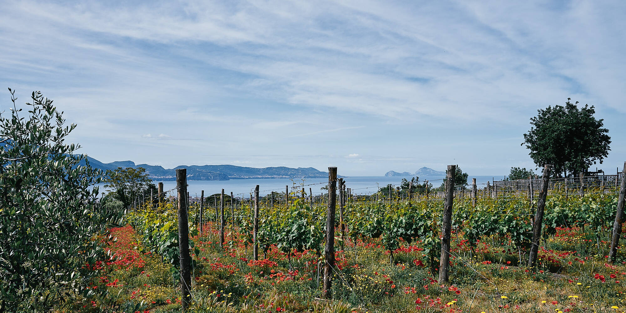 CATA DE VINOS DE LUJO Y PALACIO PORTICI - Foto 5