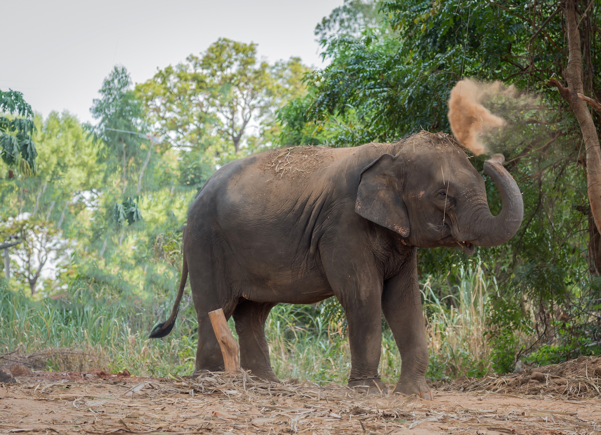 Khao Lak Elephant Sanctuary Small Group Tour with Lunch