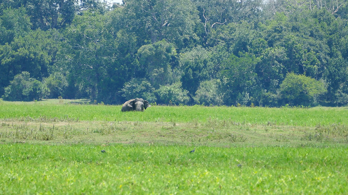 Lahugala Kitulana National Park  Private Safari