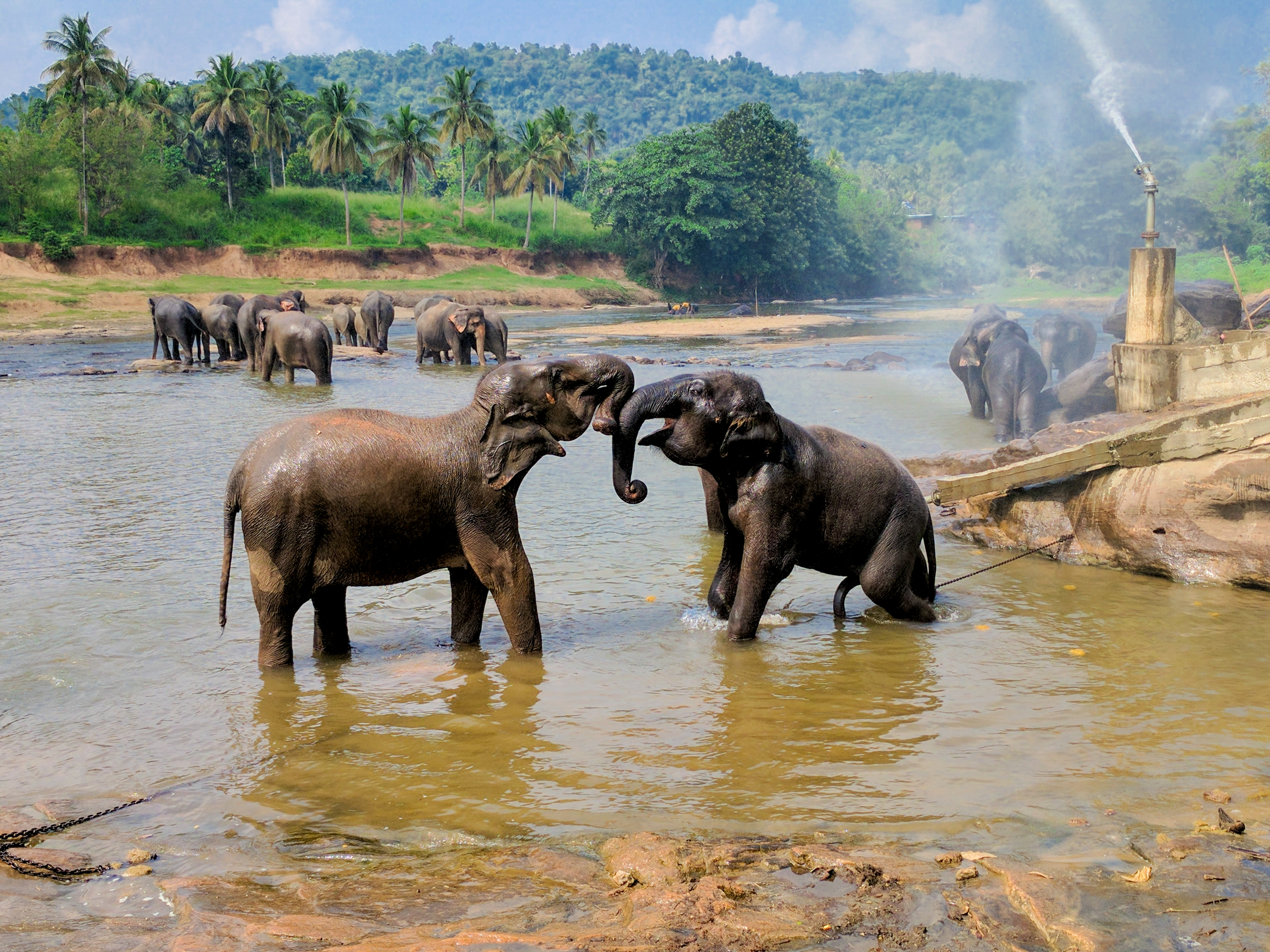 Elephant Explorer Tour with Naturalist from Udawalawe