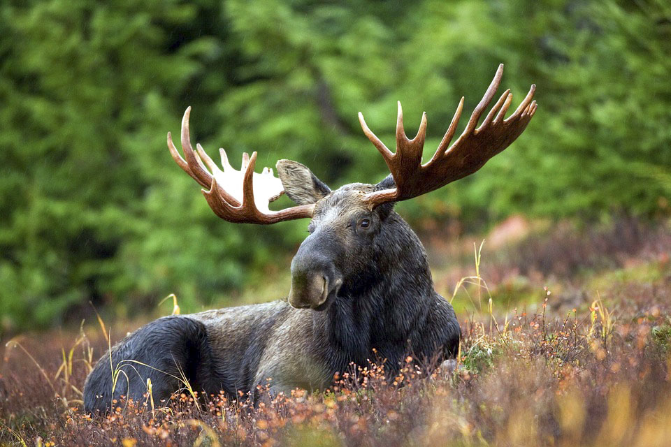 Safari de alces desde Kemi - Kemi