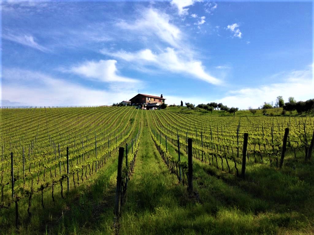 Rimini: Wine Experience – Guided Cellar & Vineyard Tour with 5 DOC Wines - Photo 8