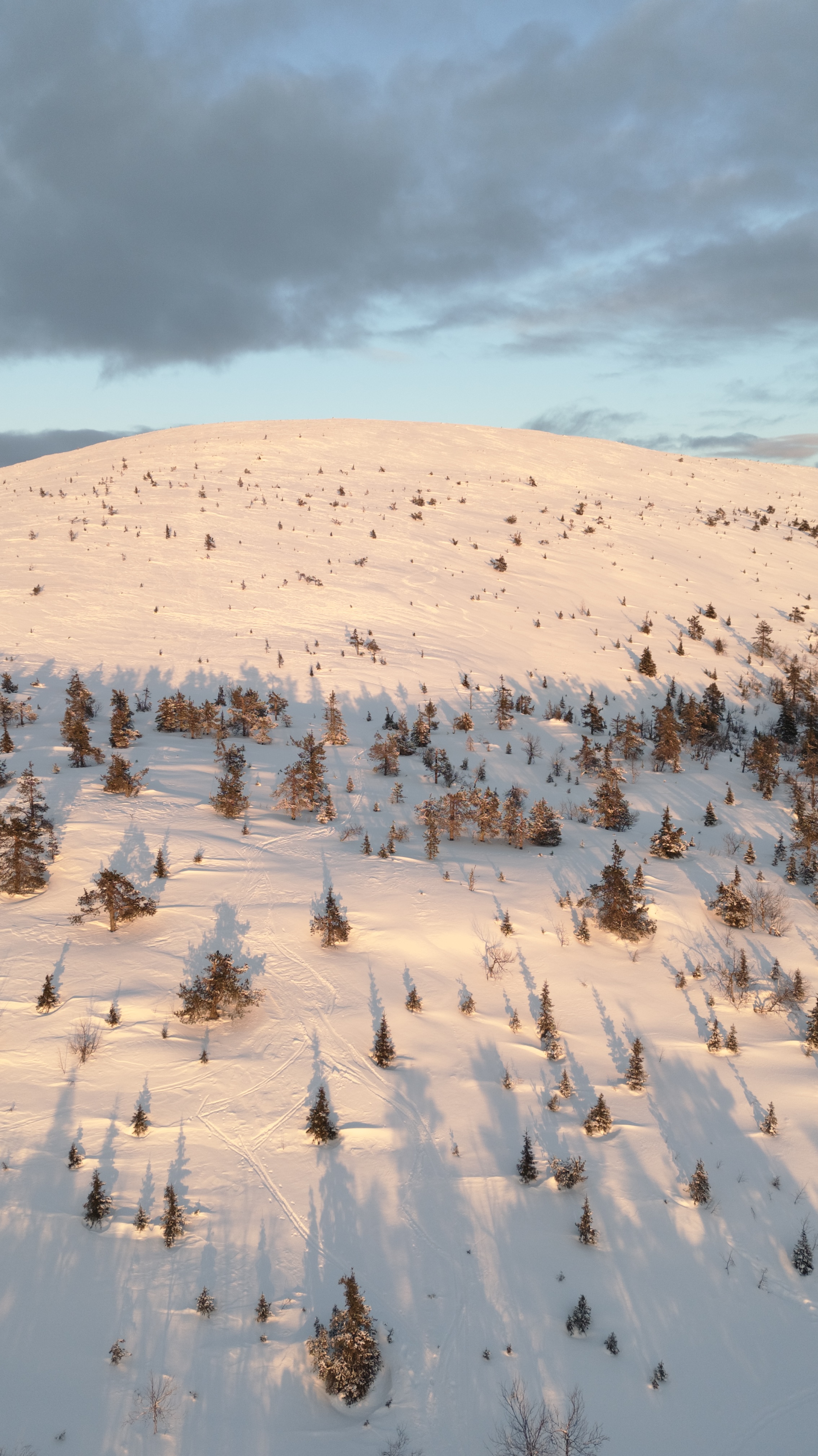 Half-day Snowshoeing Adventure in Levi