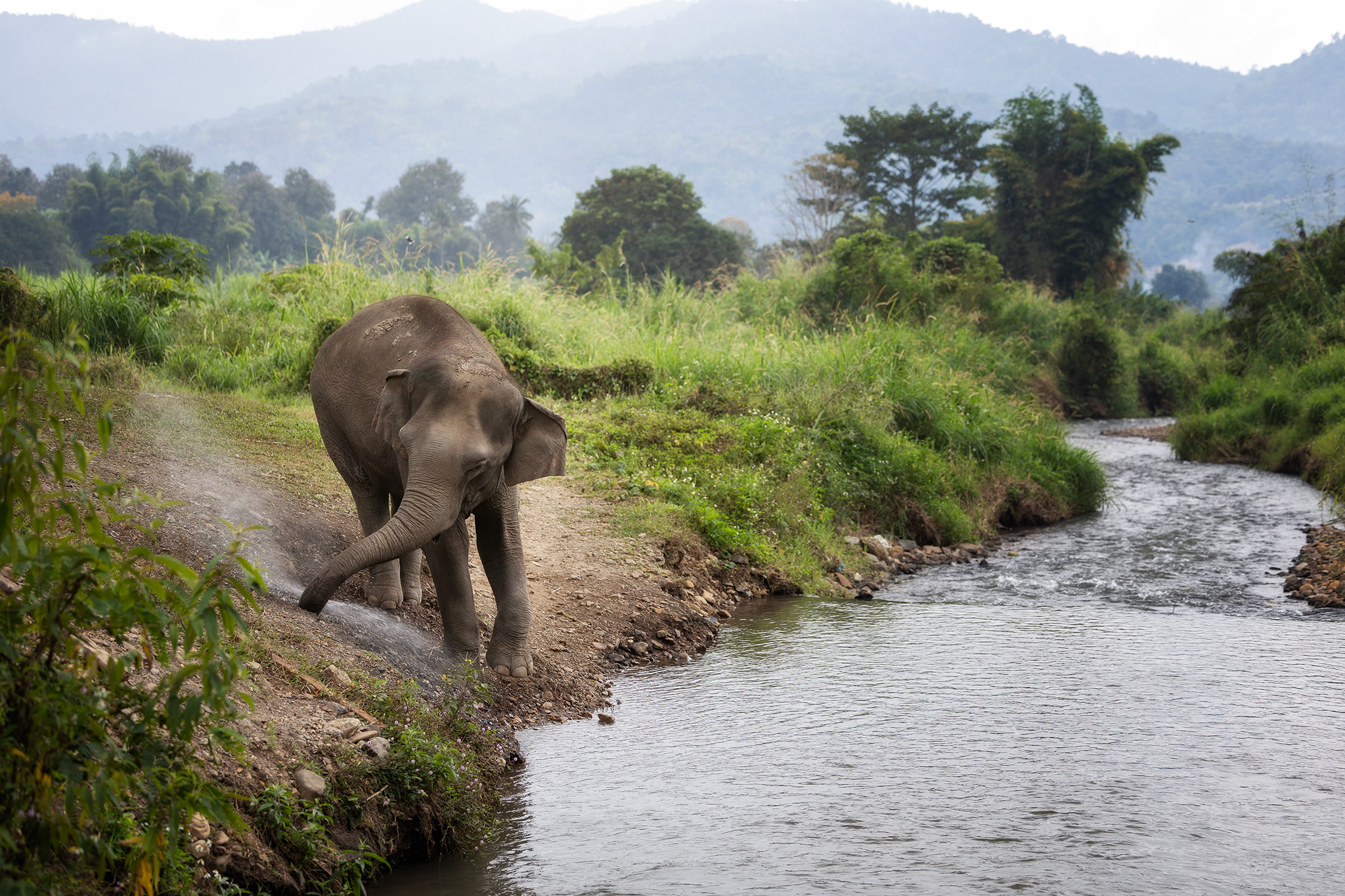 Chiang Mai: One Day Elephant Care 