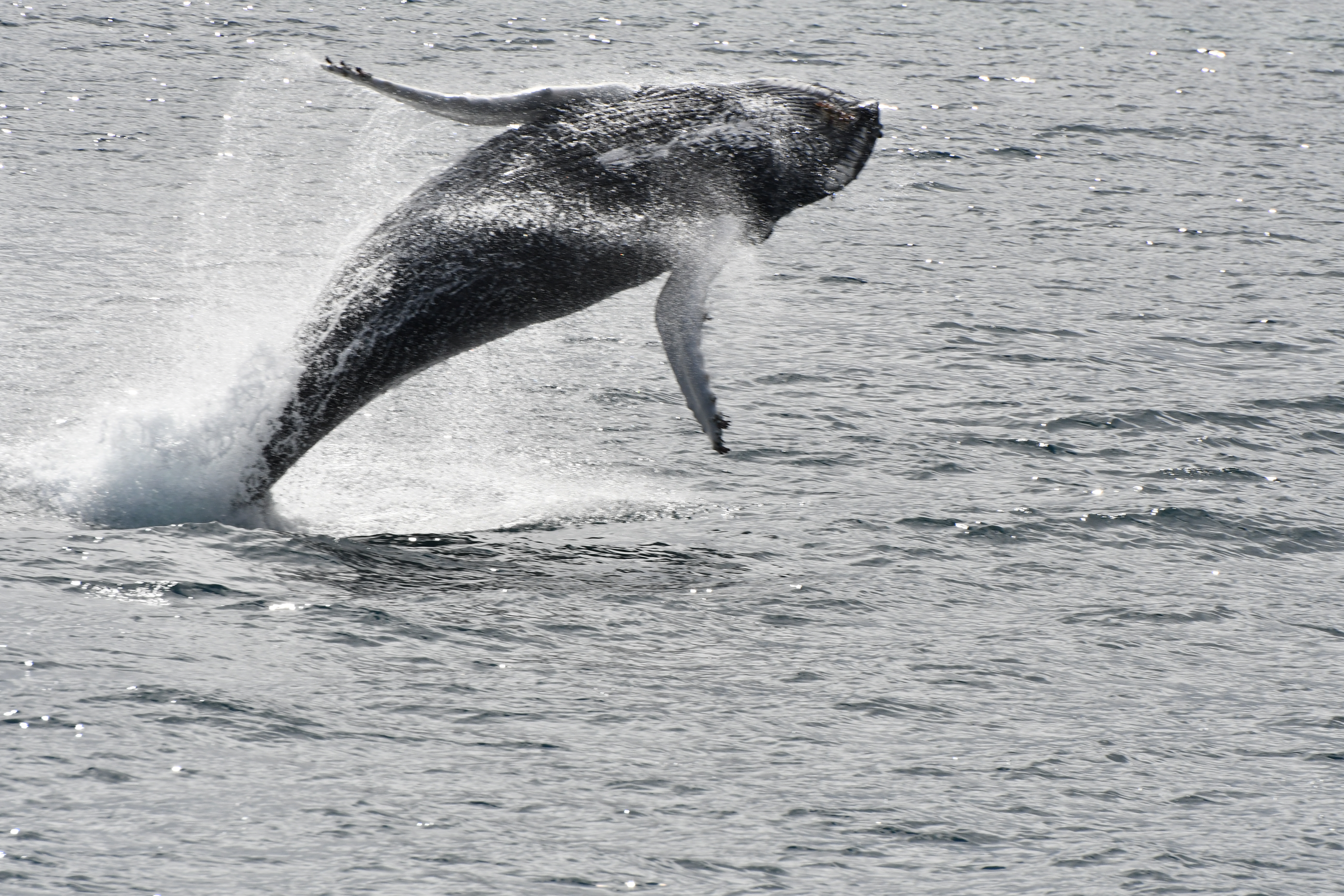 Whale Watching tour from Reykjavik
