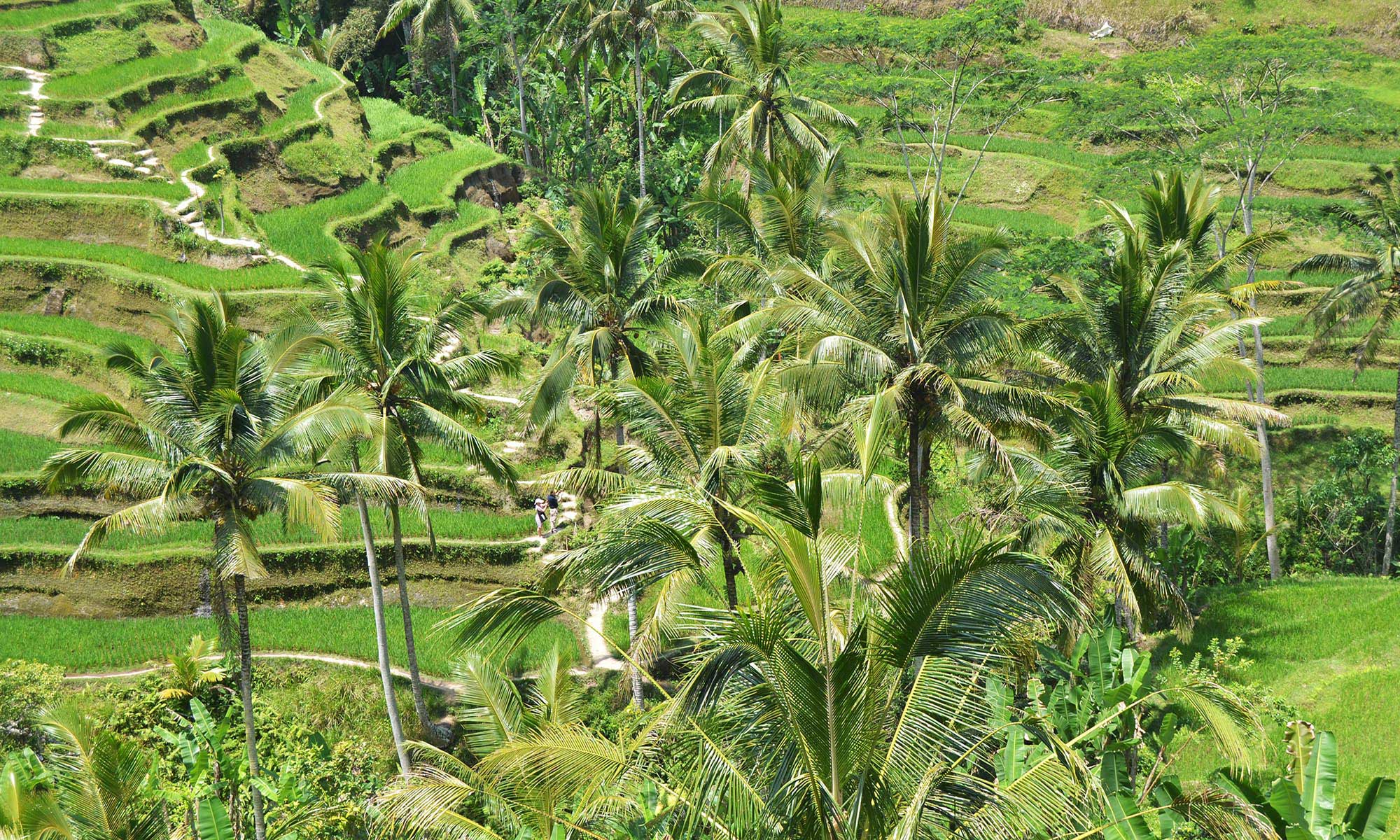 Best of Ubud : Monkey forest - Swing - Rice Terrace - Temple 