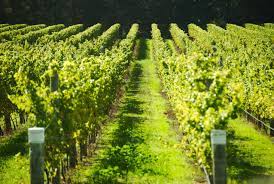 Wine tasting tour on the slopes of Vesuvius - Photo 4