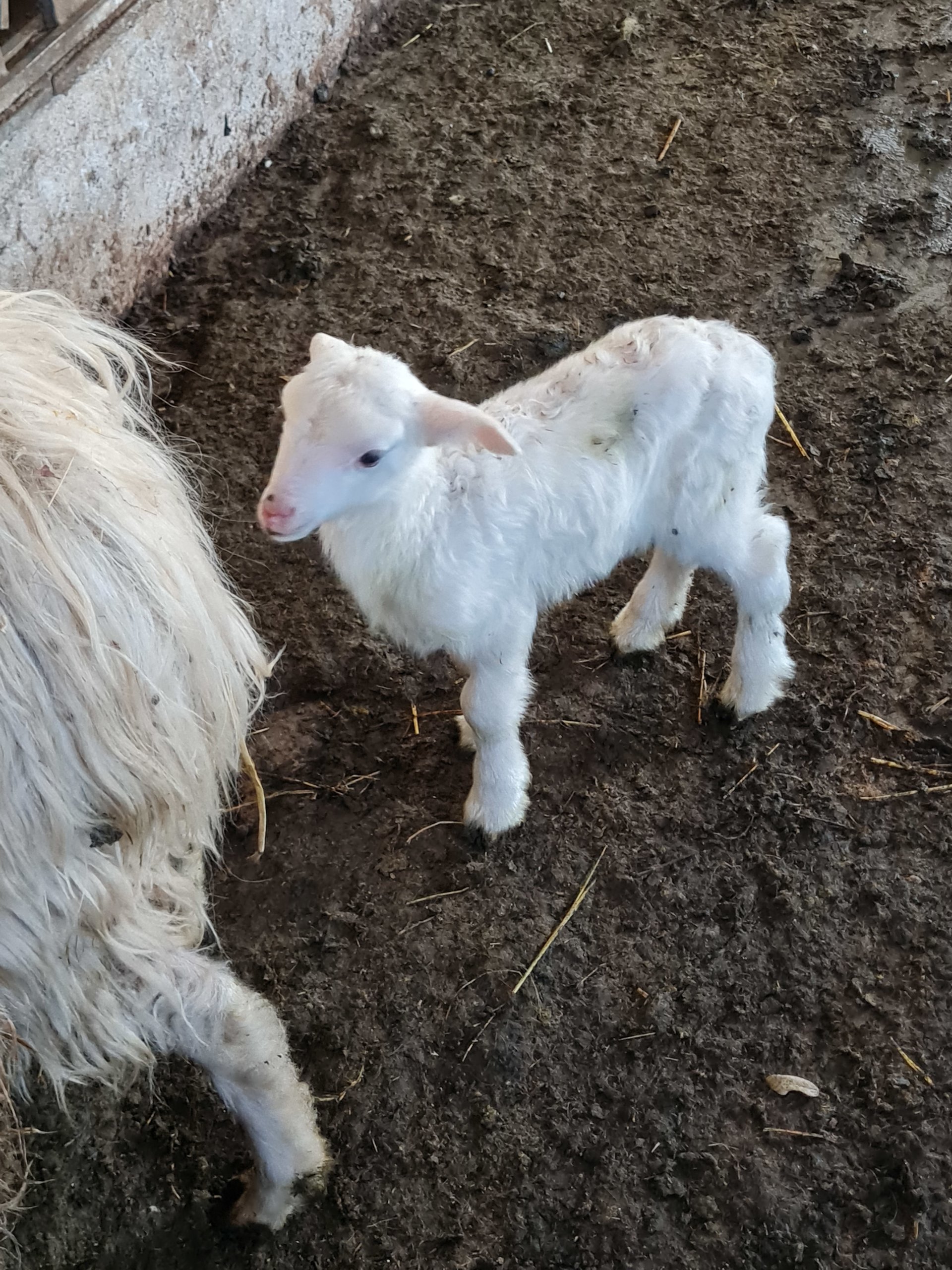Bitti: shepherd's day with lunch - Photo 14