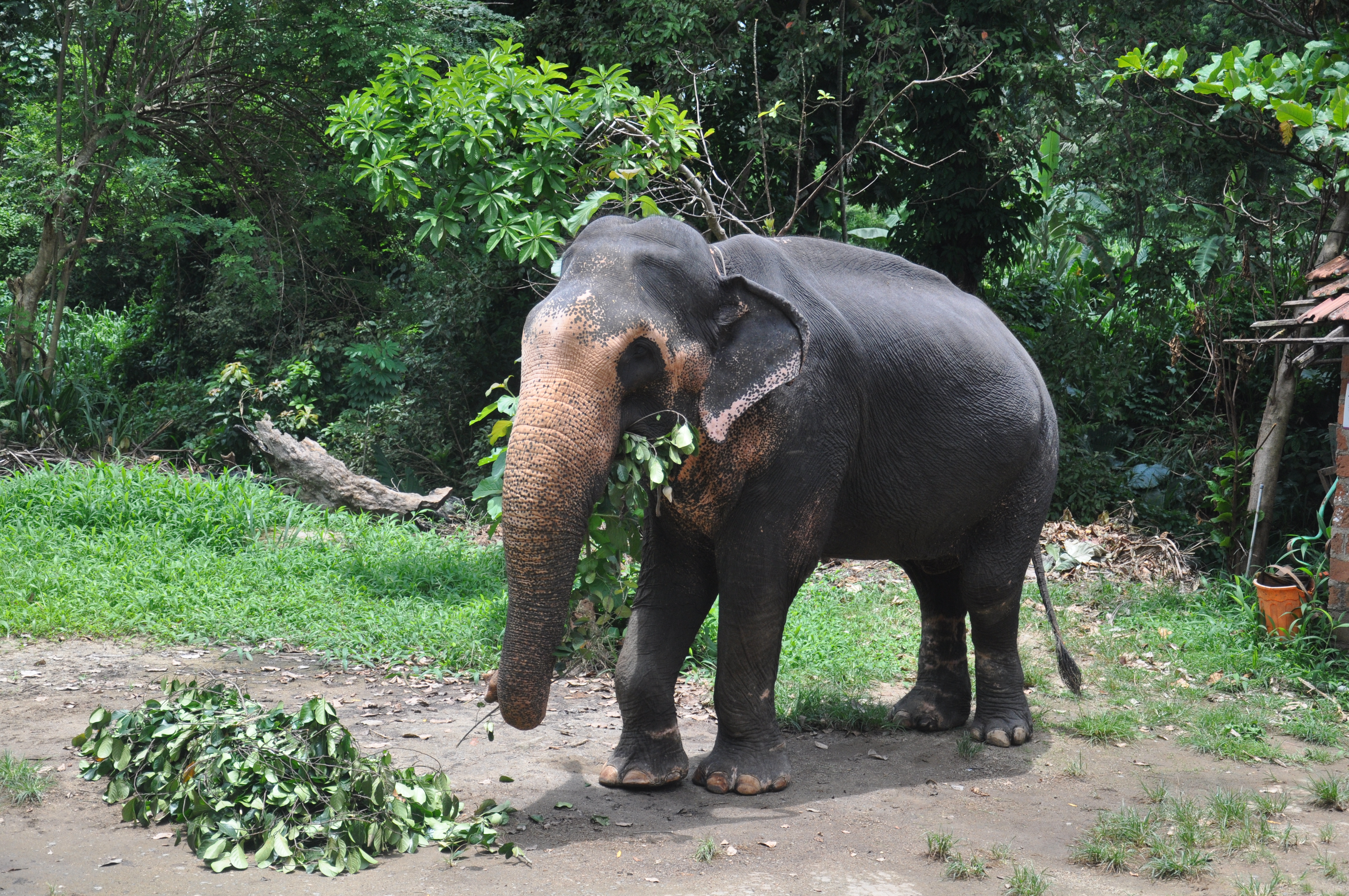 Millennium Elephant Foundation from Colombo Seaport (Private Day Tour)
