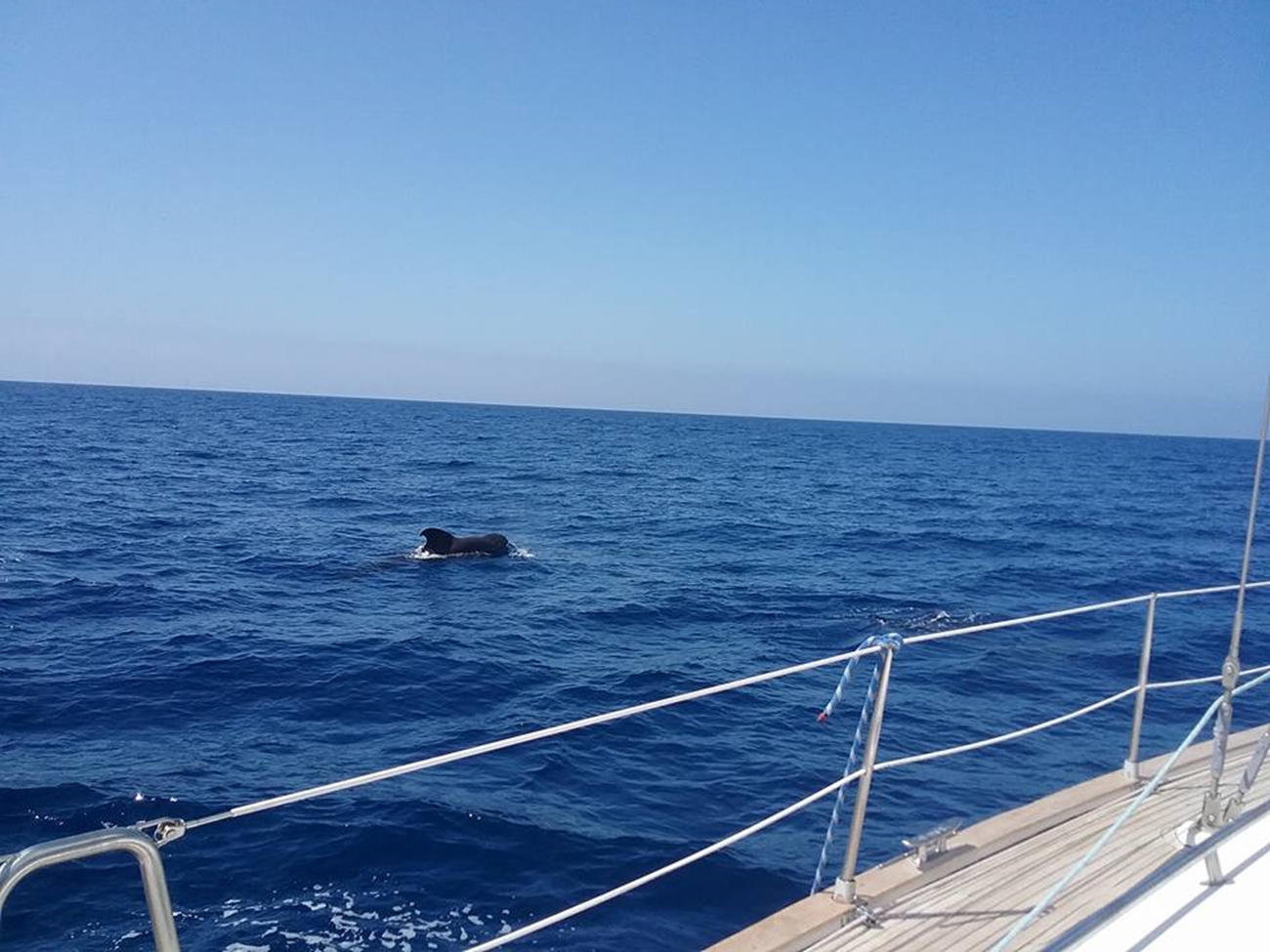 Teide y Delfines, un día mágico! - Photo 11