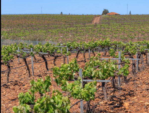 Bananas & Wines Agrotourism Tour