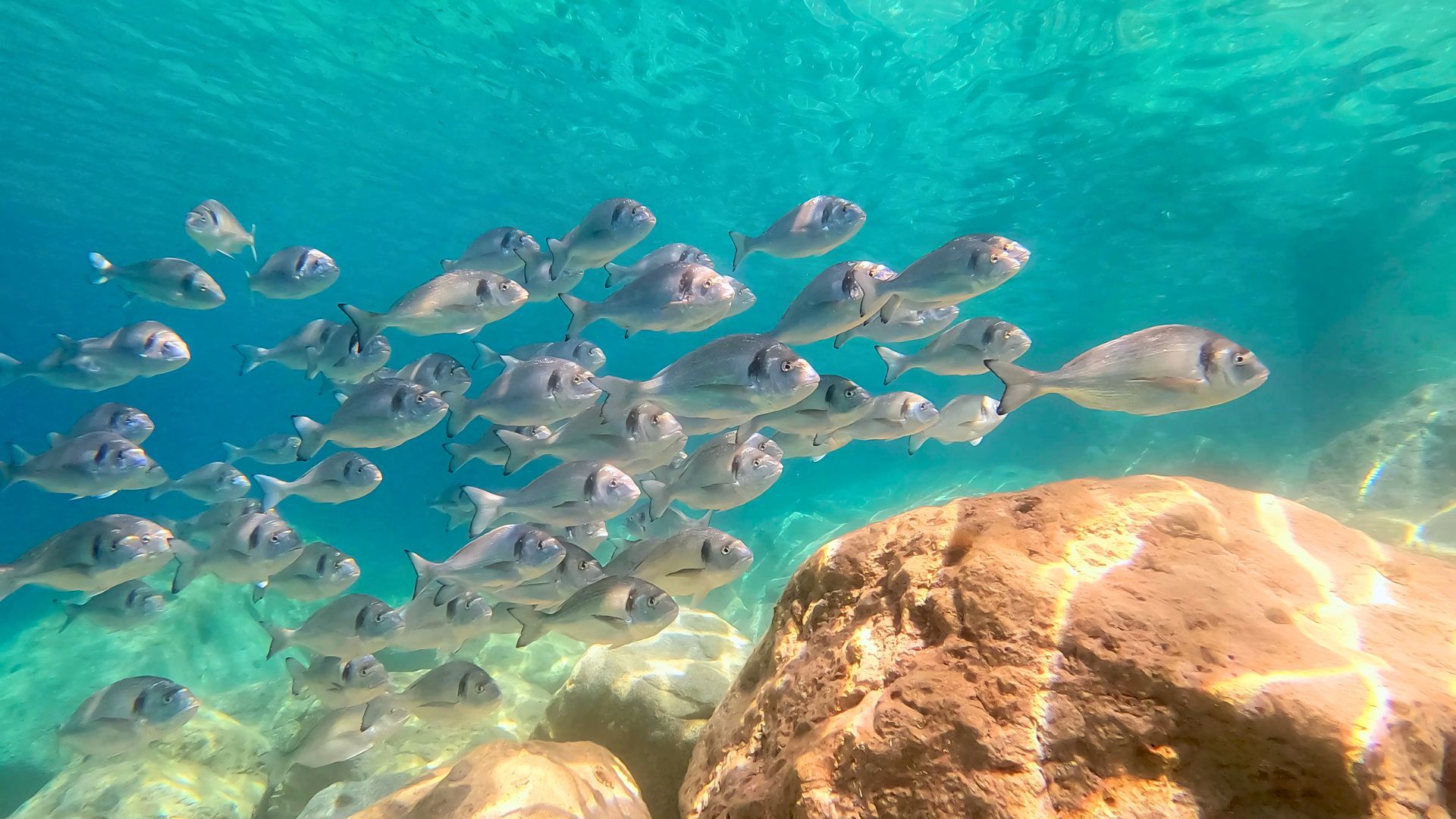 From Olbia: RIB tour to Capo Figari with dolphin sighting - Photo 7