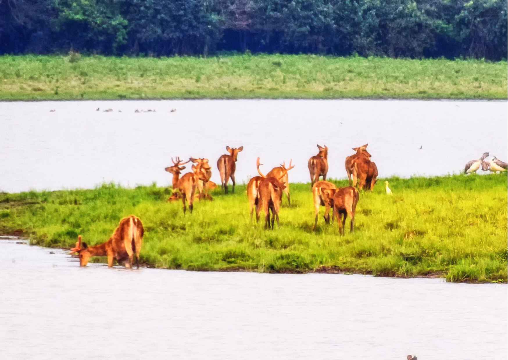 Day Trip to Kaziranga National Park (Guided Private Tour from Guwahati) - Photo 7