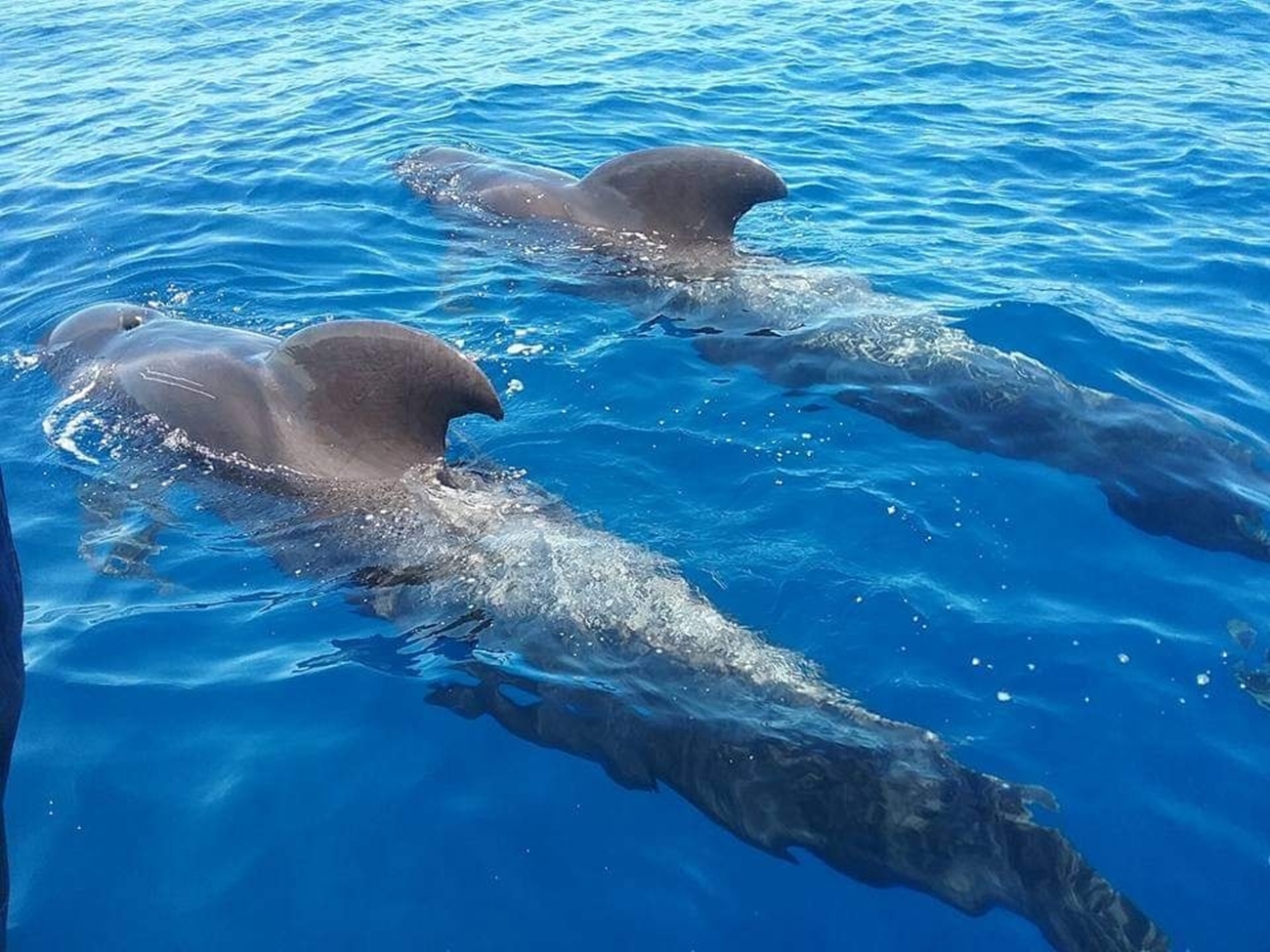 Teide y Delfines, un día mágico! - Photo 19