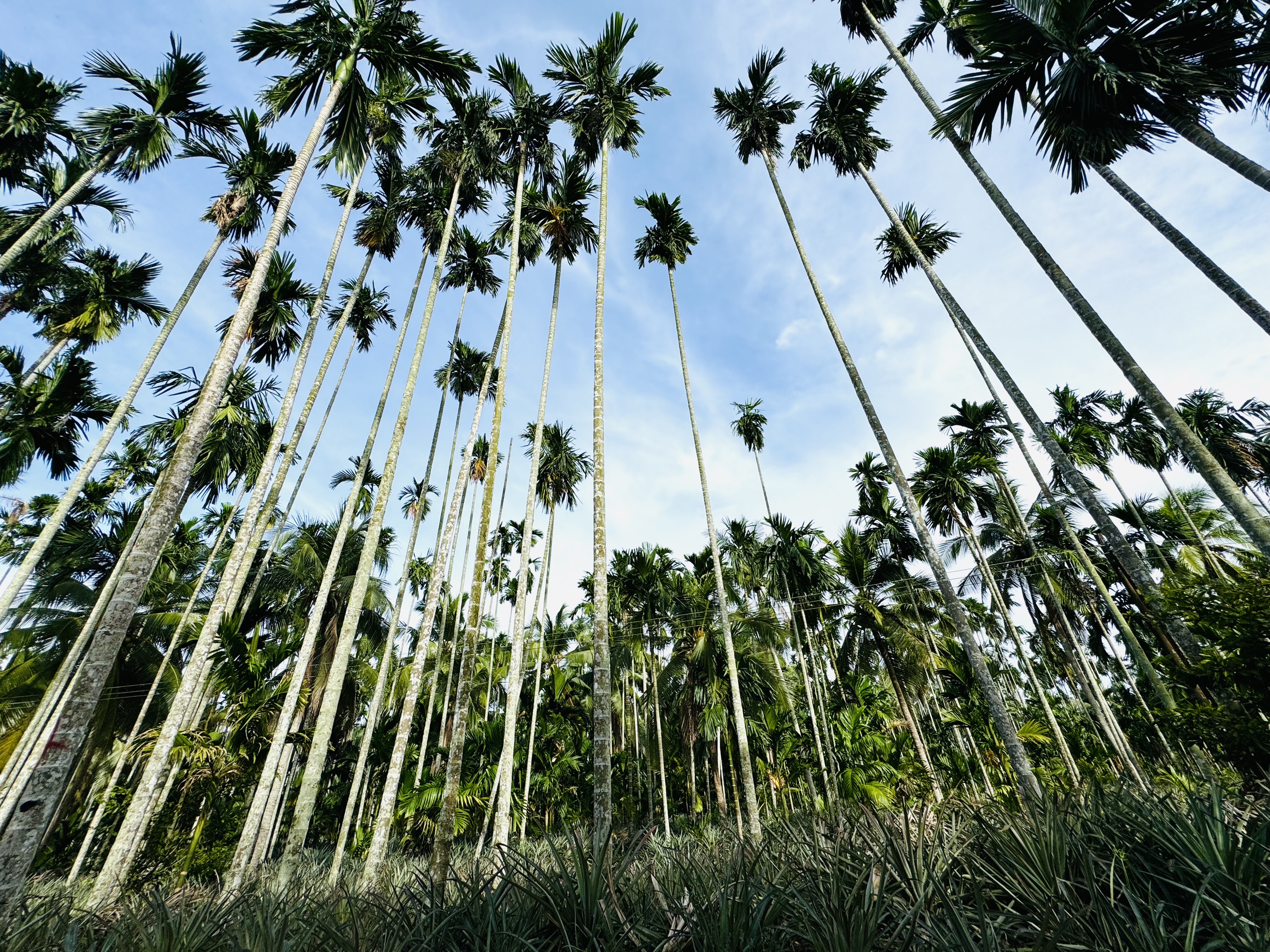 Explore U Minh Thuong Forest and The Bike trip In Pineapple Villages