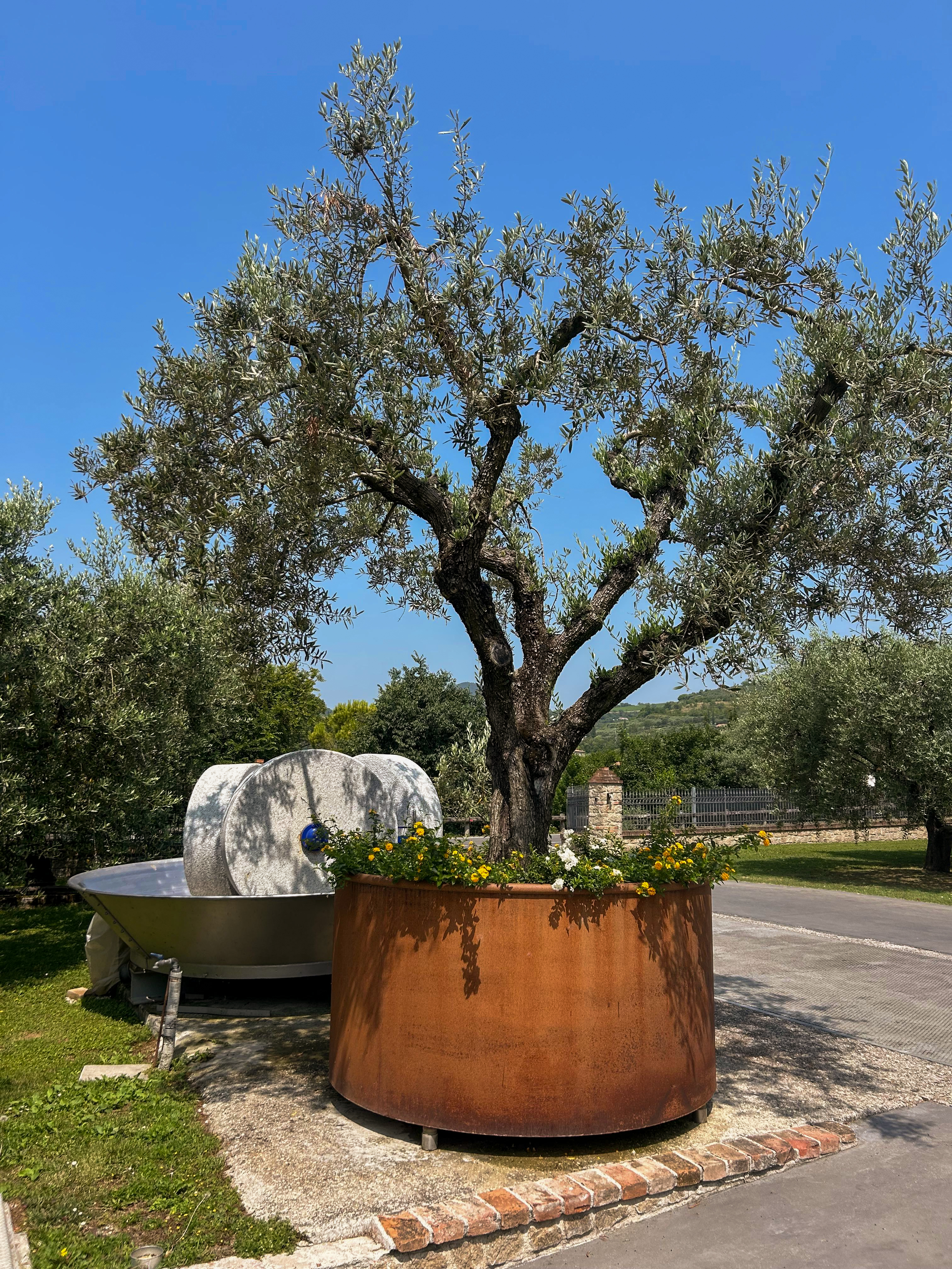 Tour to Arquà Petrarca medieval village - Photo 10