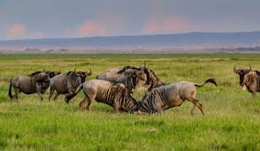 Safari grupal de rango medio de 3 días en Masai Mara - Foto 2
