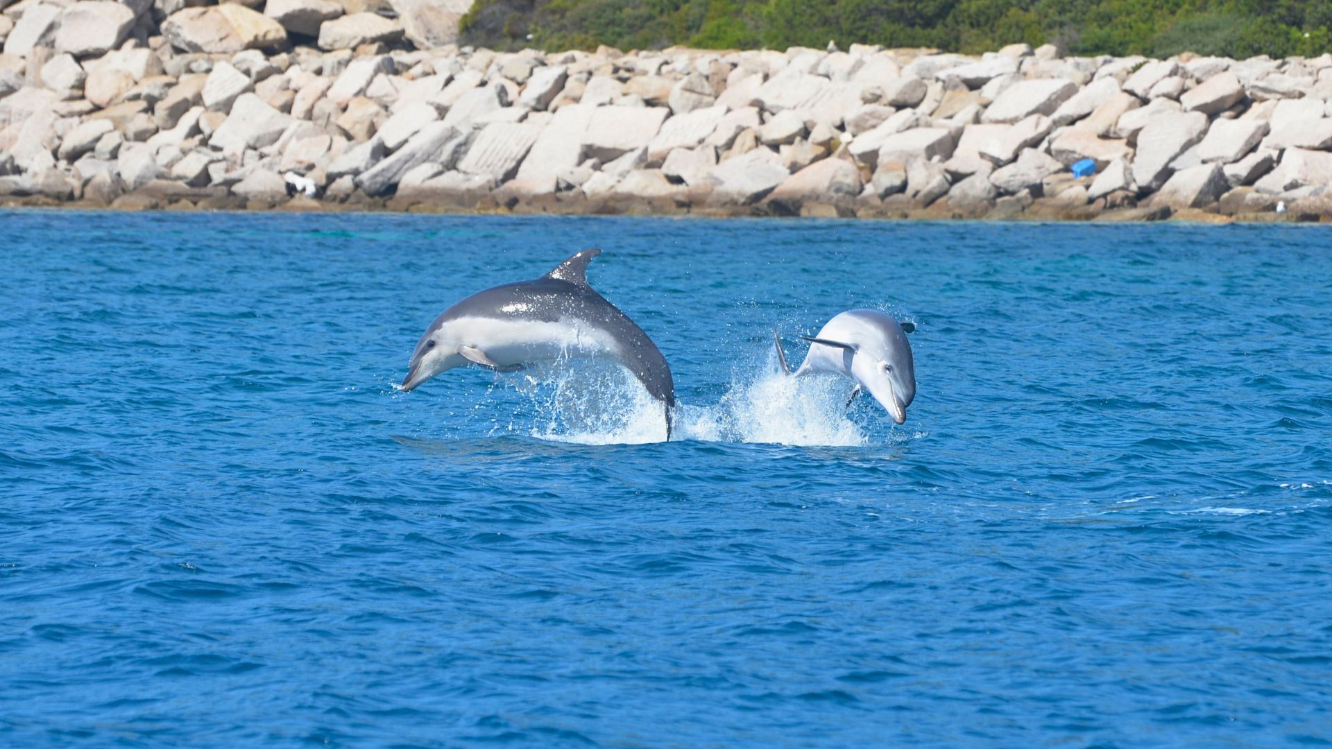 From Olbia: RIB tour to Capo Figari with dolphin sighting - Photo 9