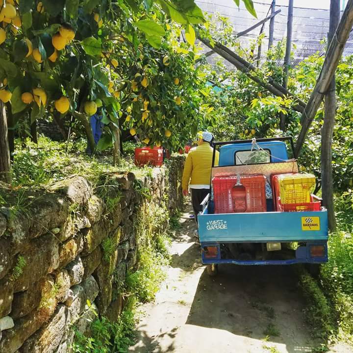 Farm Tour in Sorrento with tasting - Photo 2