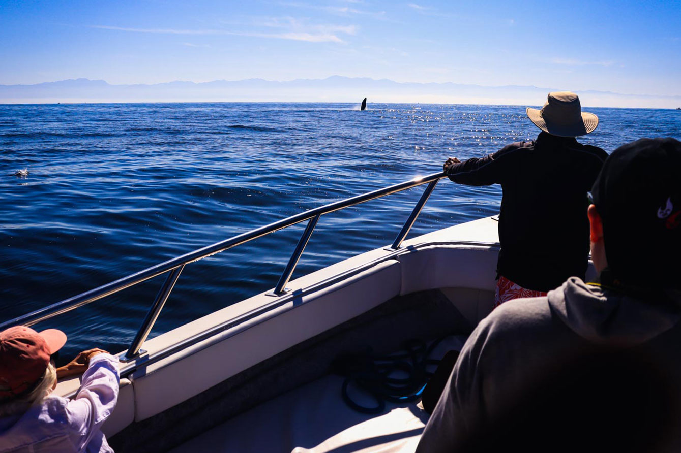 Chica Super Panga 30' Private Boat Tour Upto 10 People — 21/24