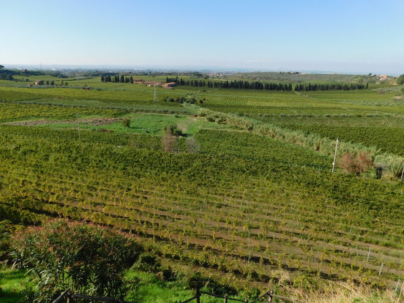 Frascati: 3-Hour Wine Tasting Experience with Lunch/Dinner - Photo 2
