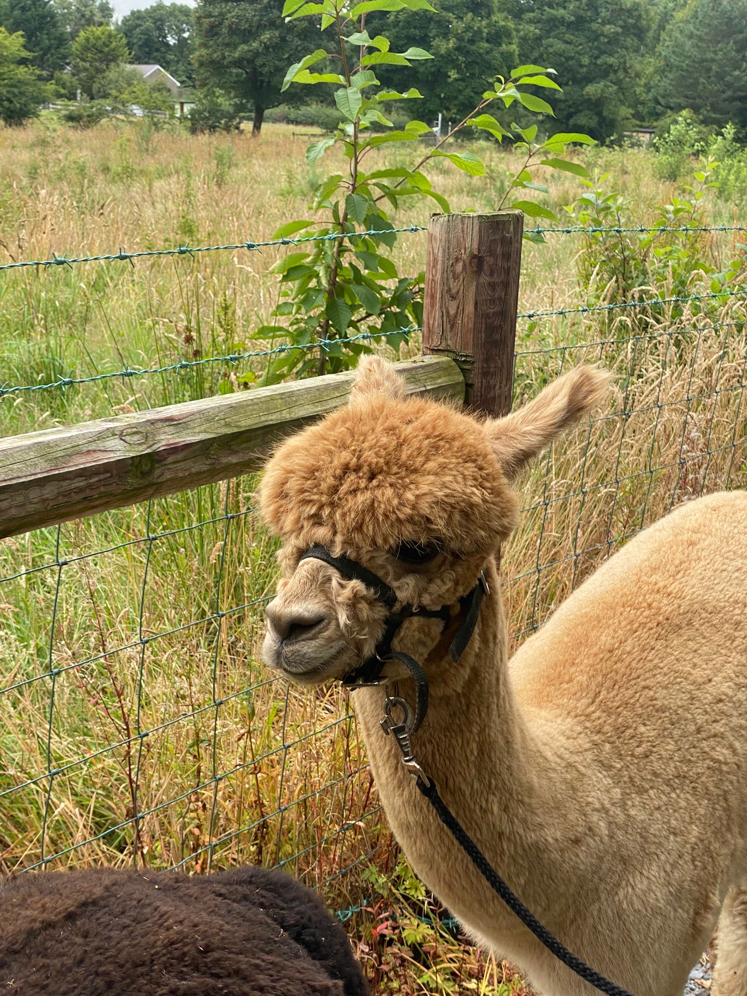 Golden Hour Alpaca Trekking & Luxury Charcuterie Board – photo 2