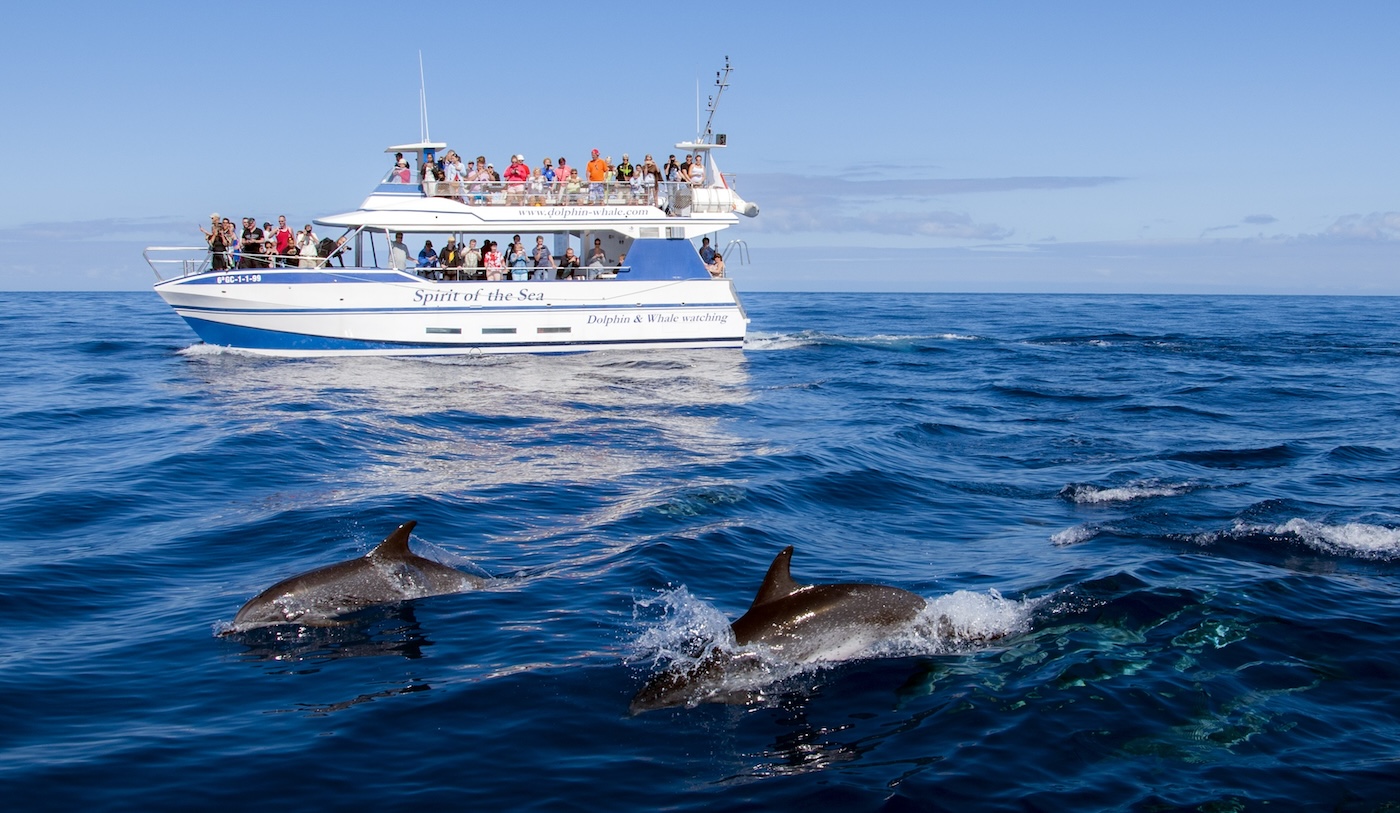 Whale and Dolphin Watching catamaran tour (from the Hotel Barceló Margaritas)