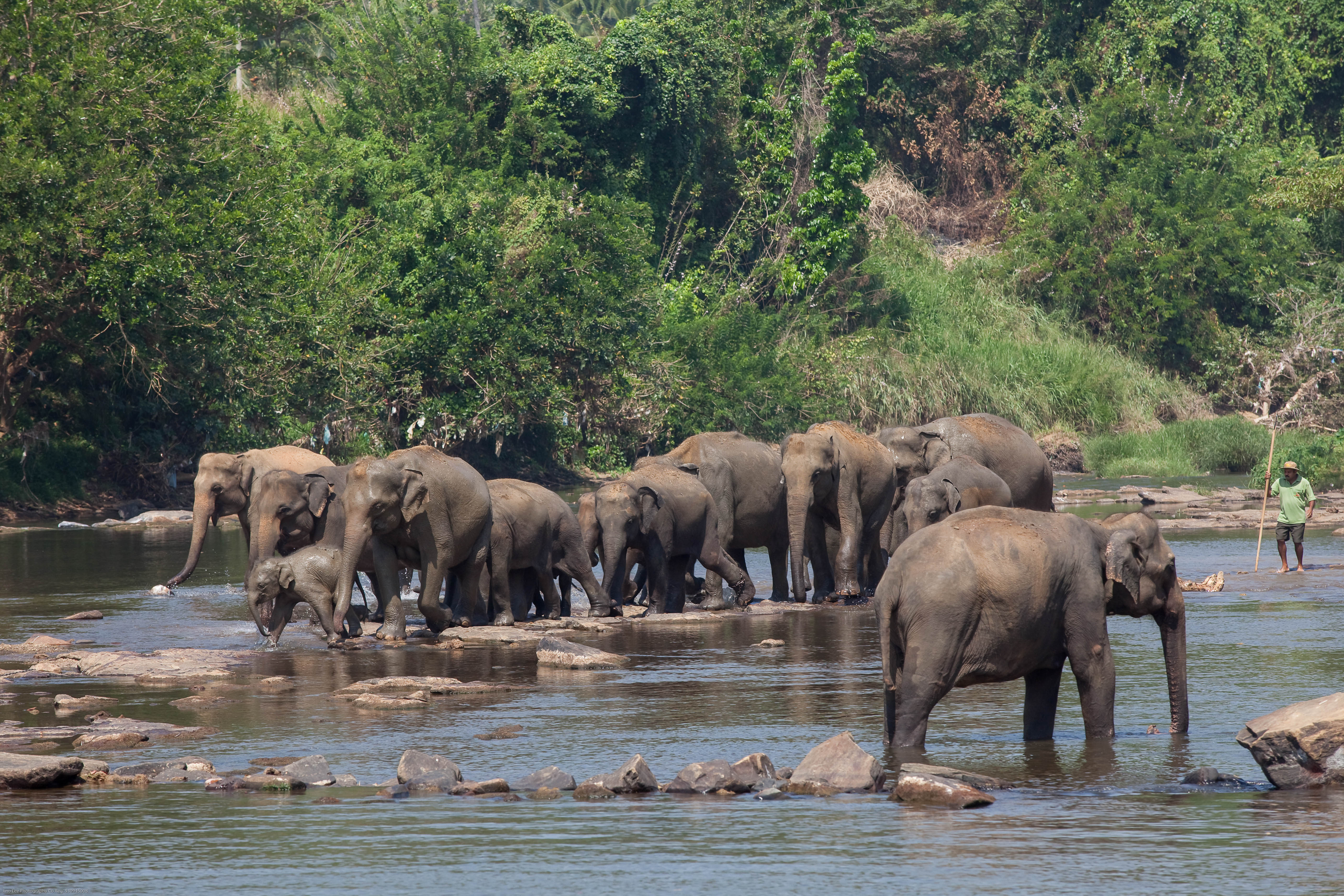 Elephant Explorer Tour from Kandy