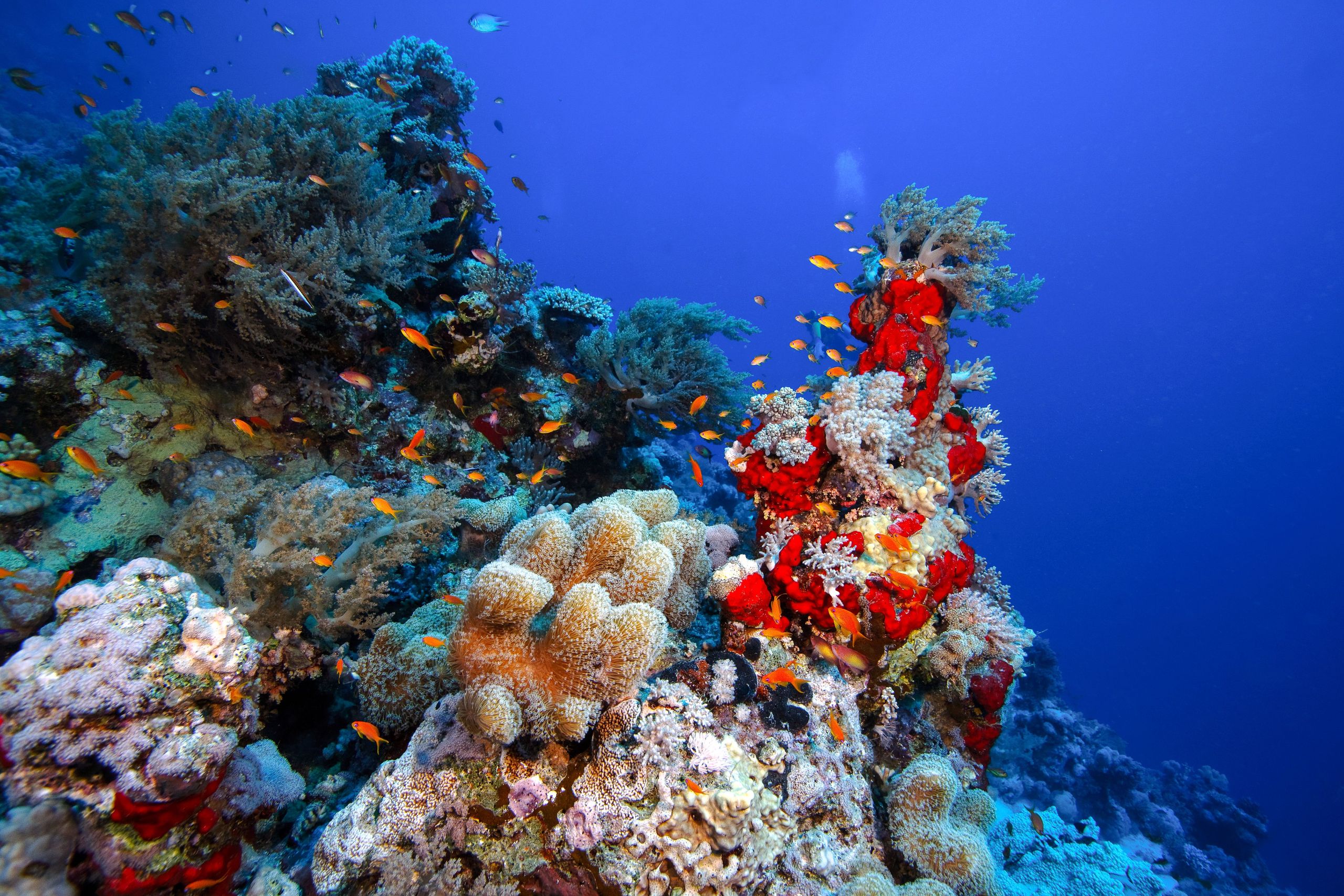 Snorkelling at Ras Muhammed reefs 1