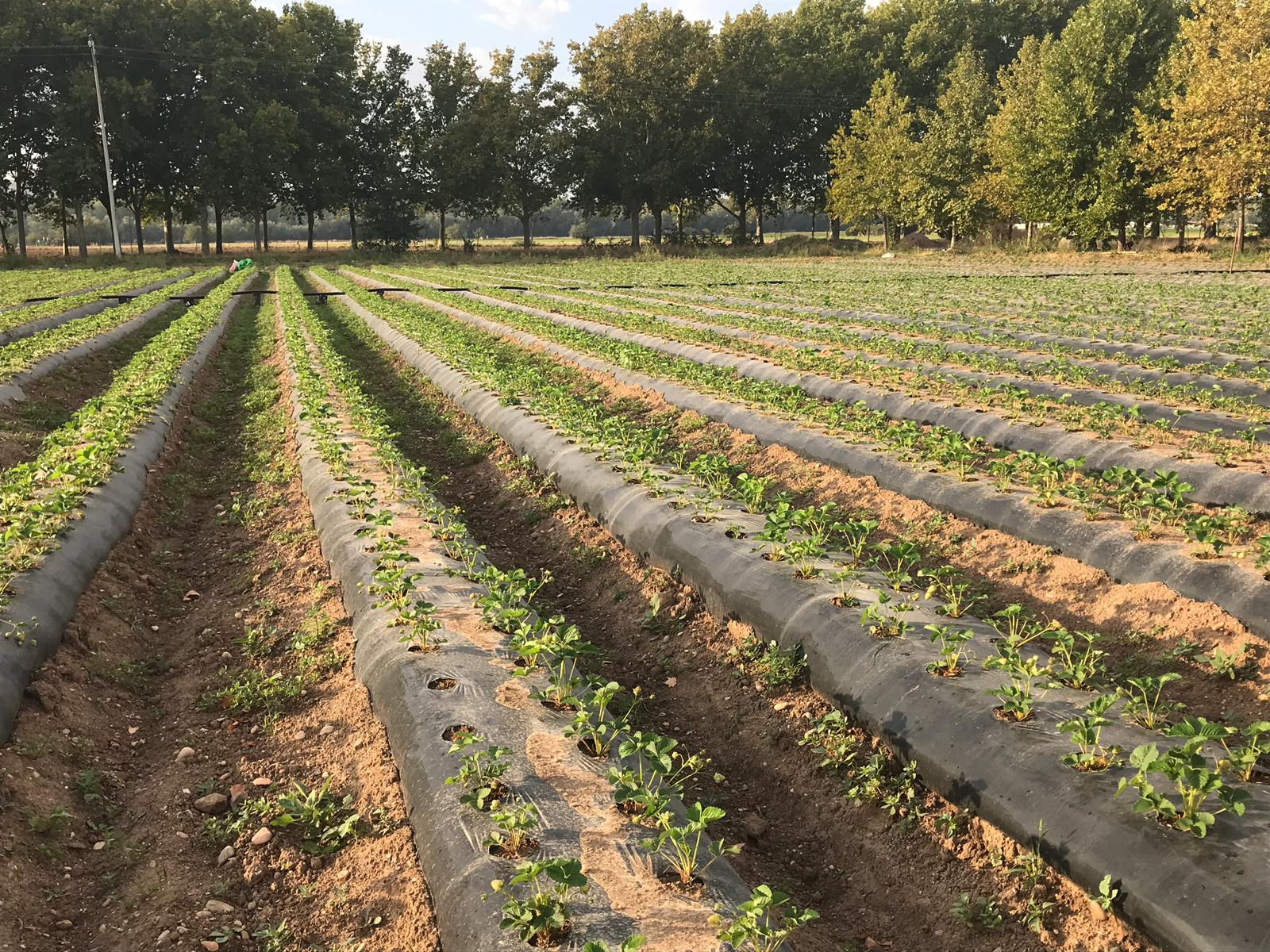 Visita La Huerta y recolecta tu fresón en Aranjuez
