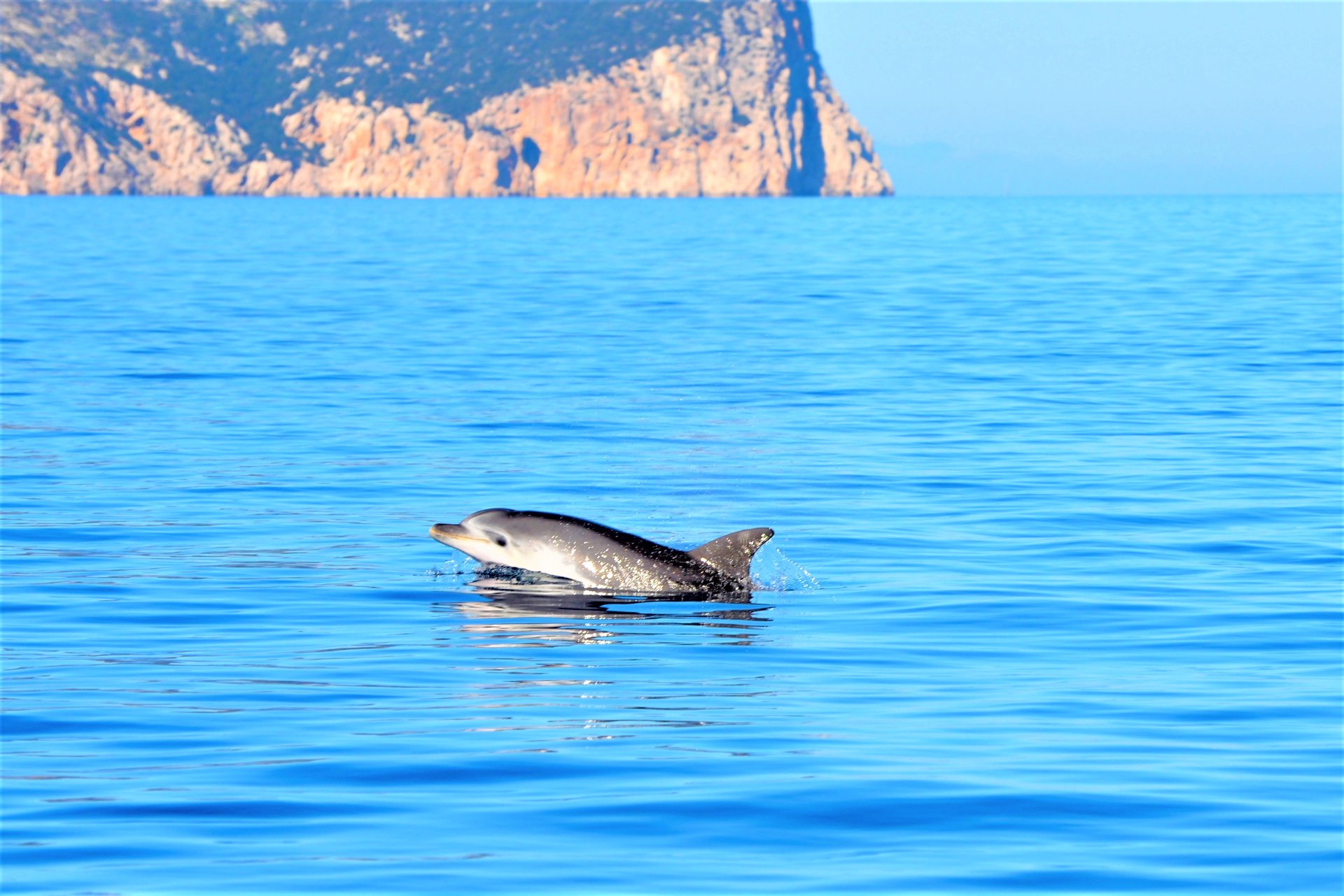 From Olbia: RIB tour to Capo Figari with dolphin sighting - Photo 11