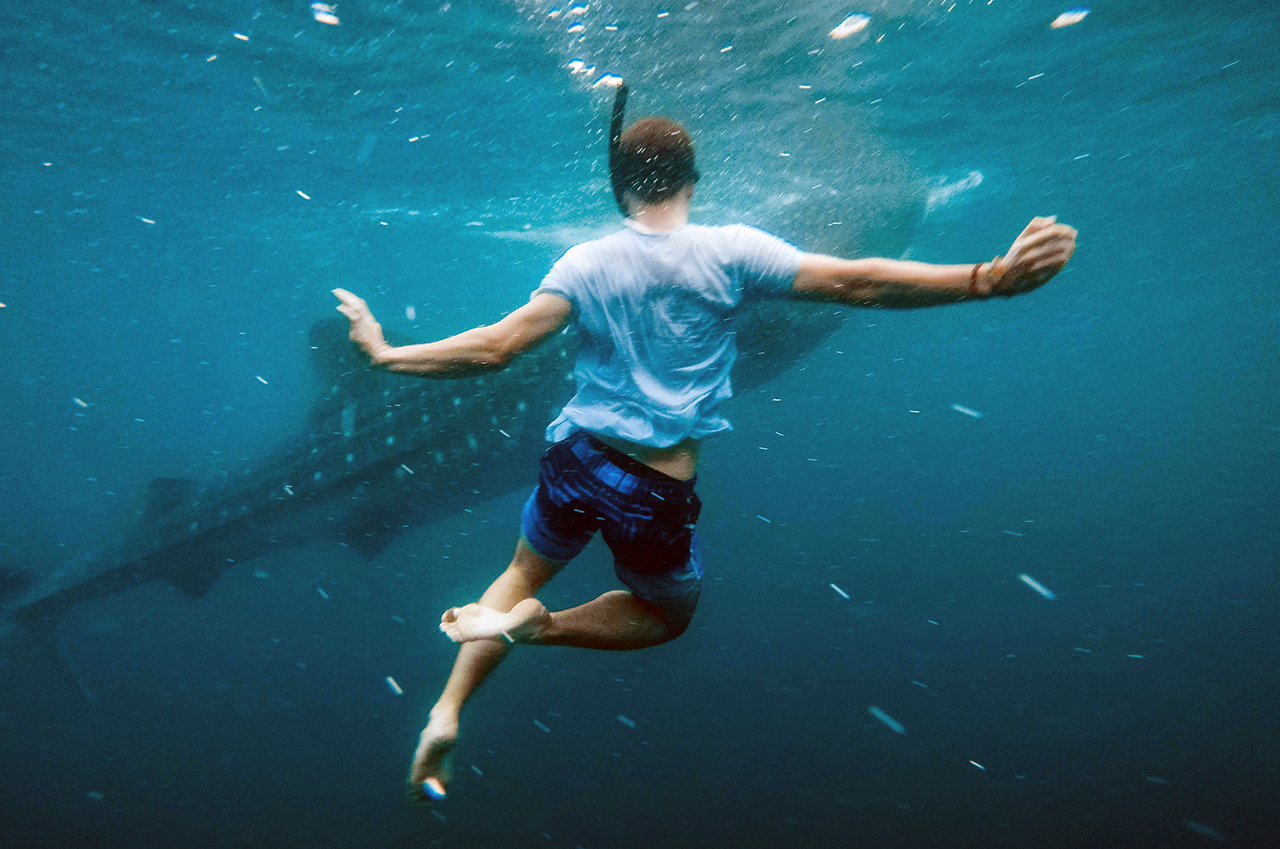 Tour de snorkel con tiburones ballena en la isla Mafia