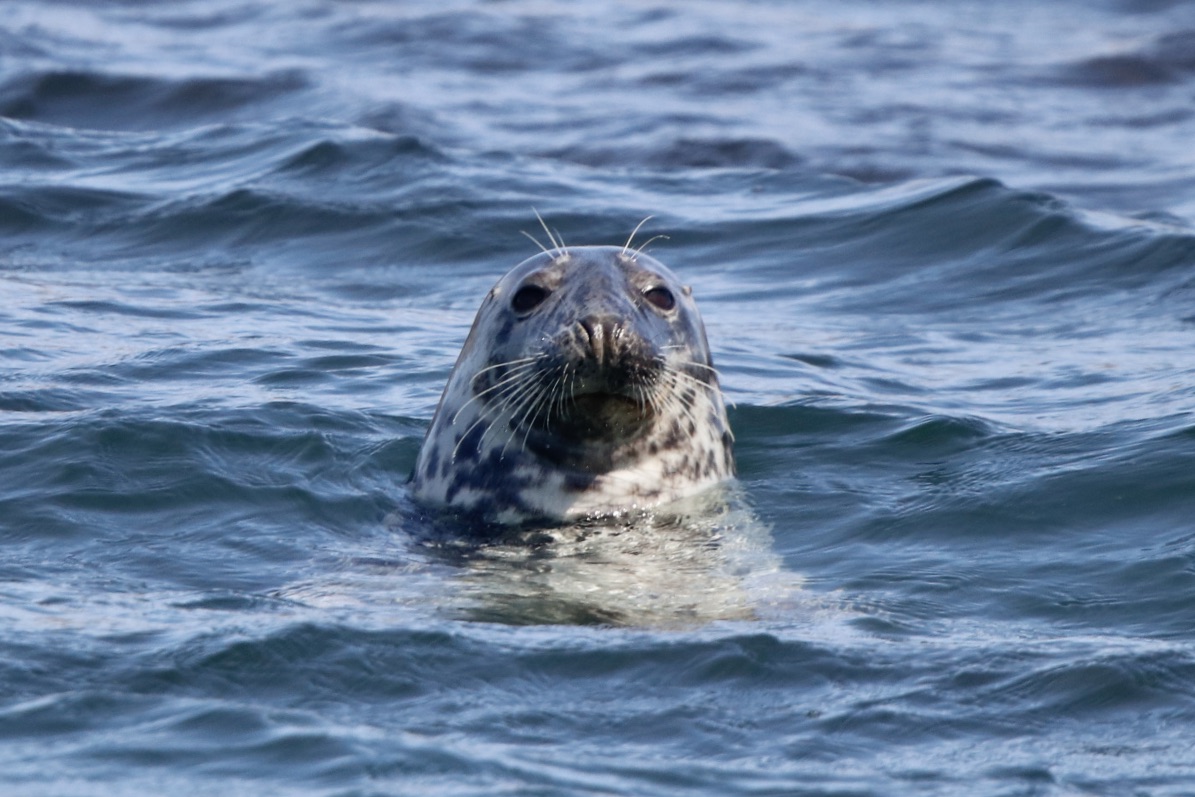 Reykjavík Classic Puffin Watching