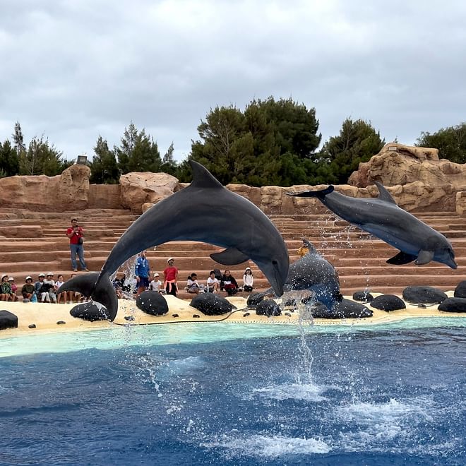 Entrada al Rancho Texas Lanzarote con interacción con delfines