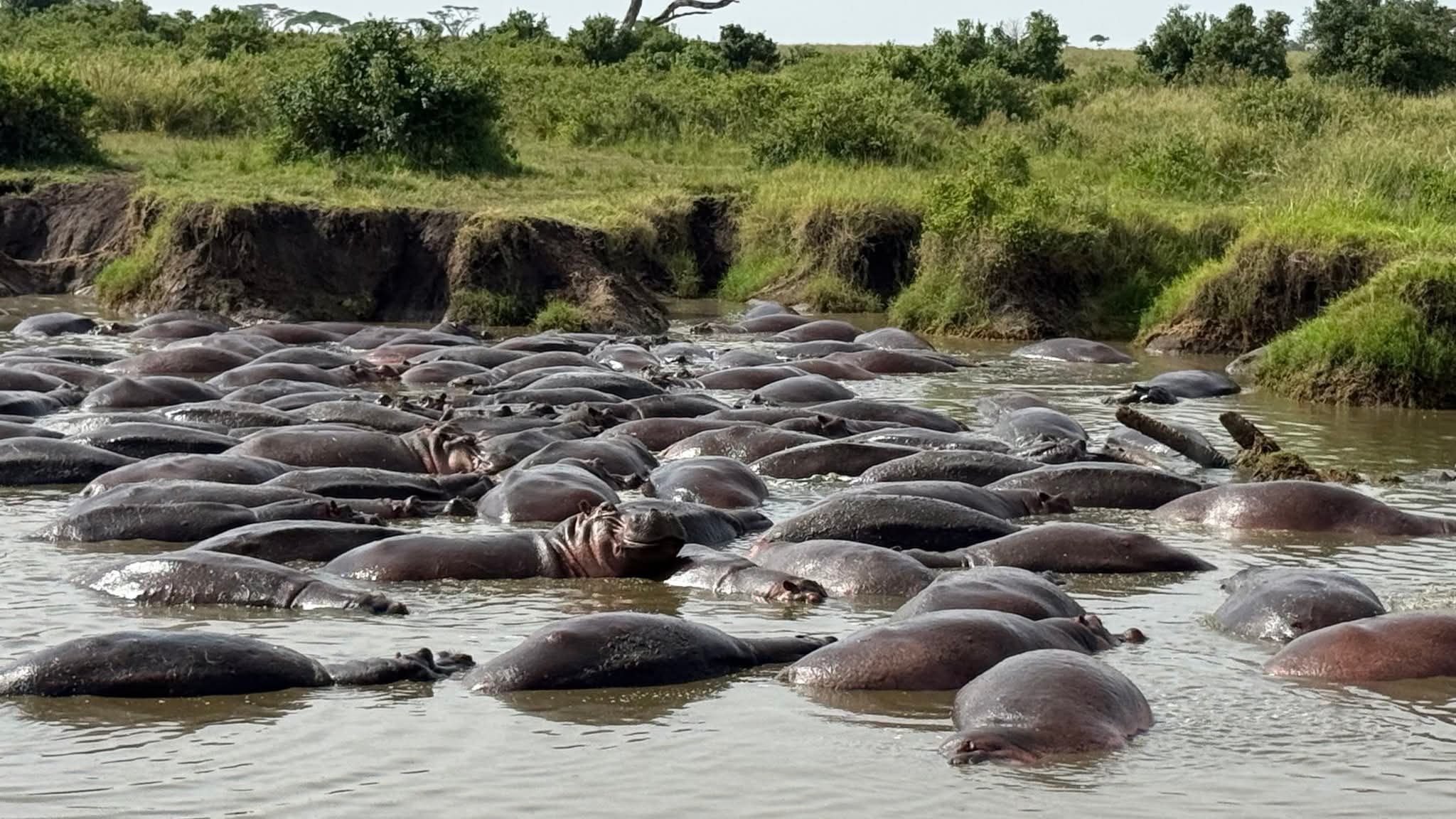 Emocionante aventura de 3 días en Tarangire, Ngorongoro y Manyara - Foto 2