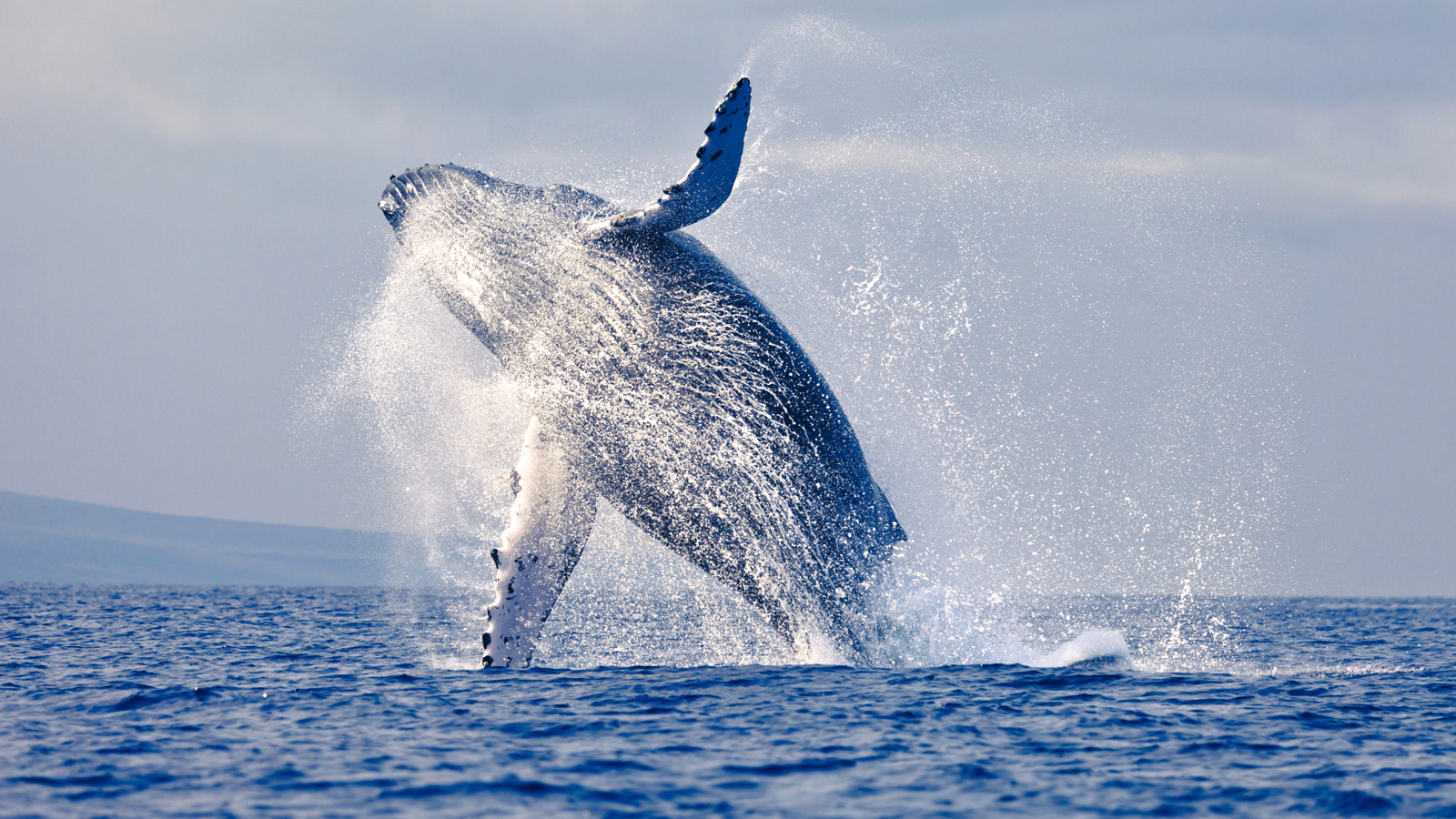 Man-04 : Avistamiento de Ballenas en Máncora - Gigantes Majestuosos