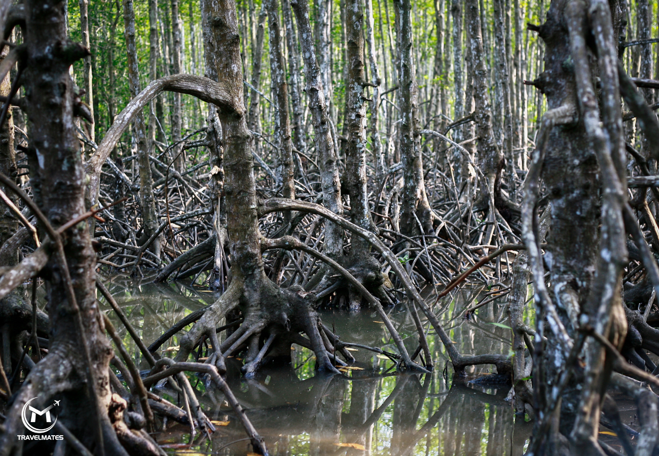 Private Eco-Adventure to Can Gio Vam Sat Mangrove Forest Day Tour from Saigon With Lunch